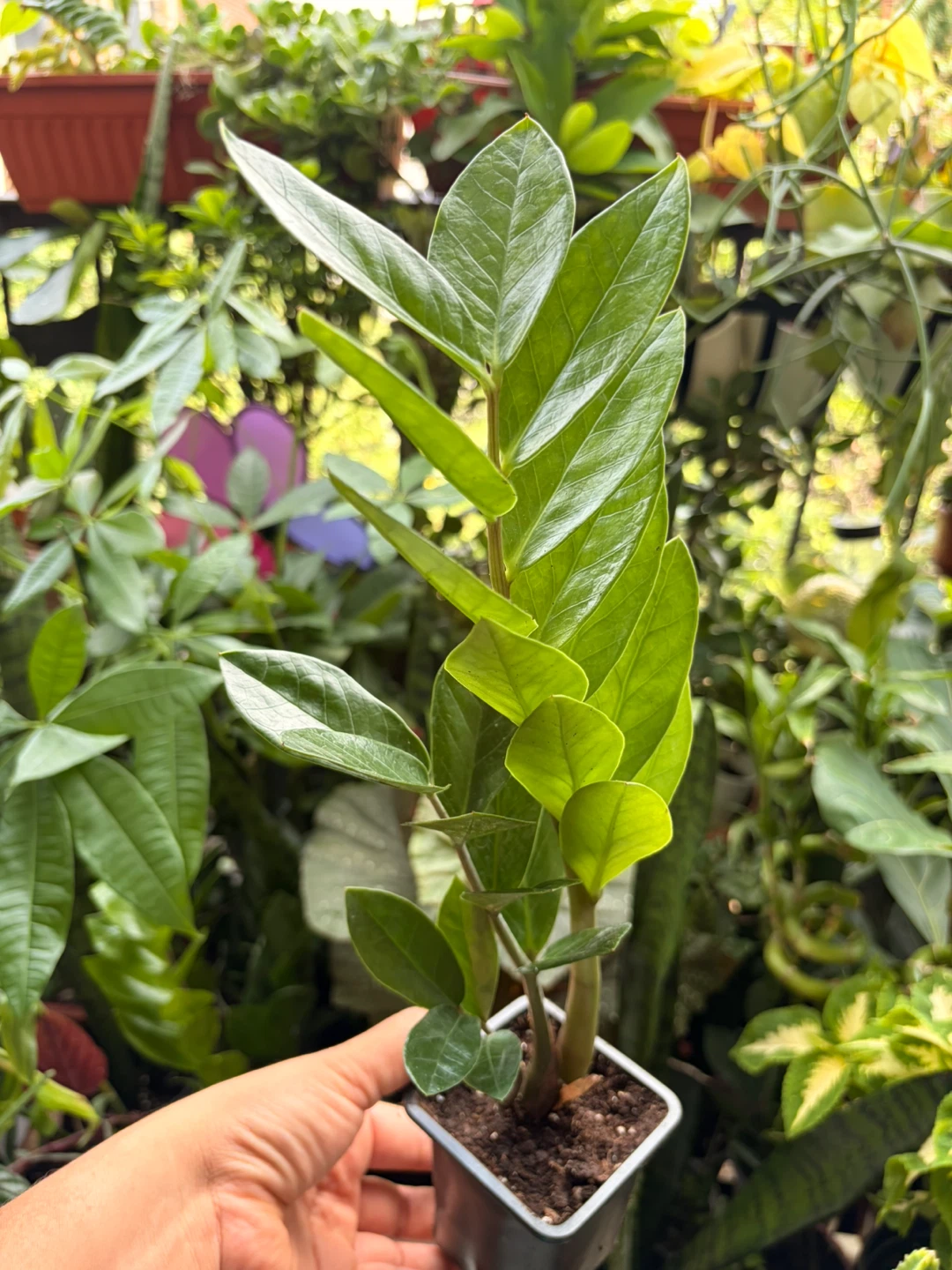 ZZ plant