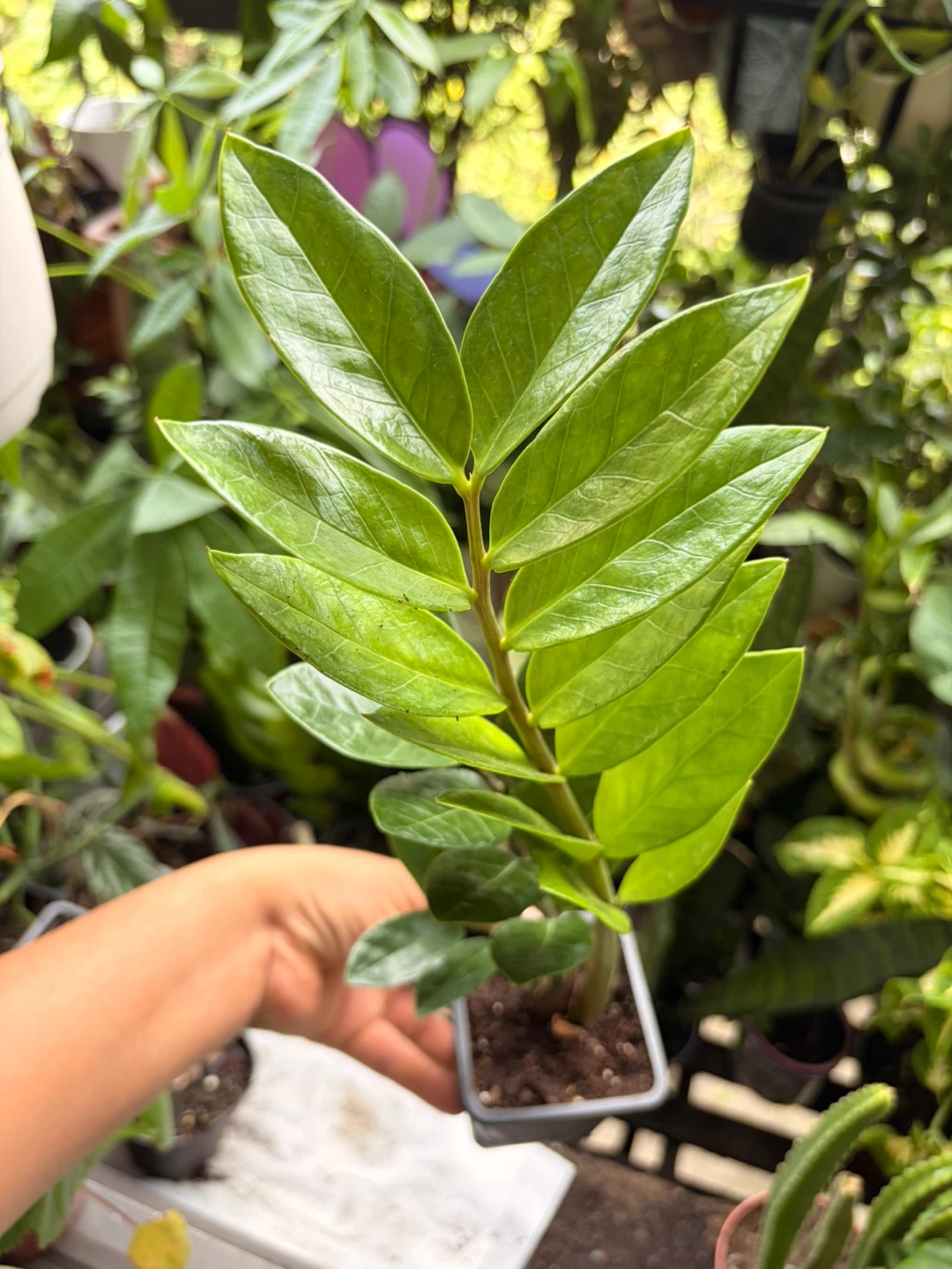 ZZ plant - photo 2