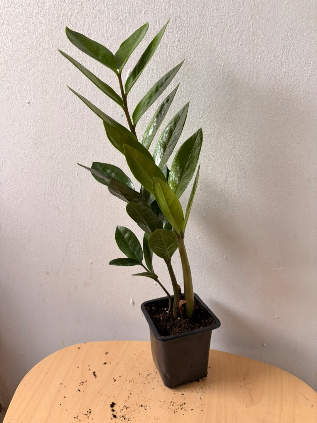 ZZ plant - photo 3