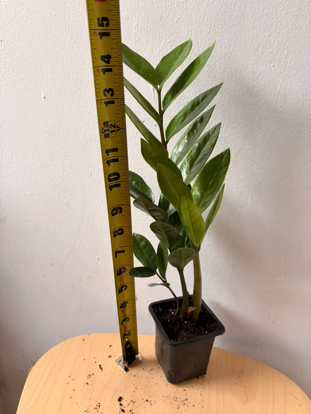 ZZ plant - photo 4