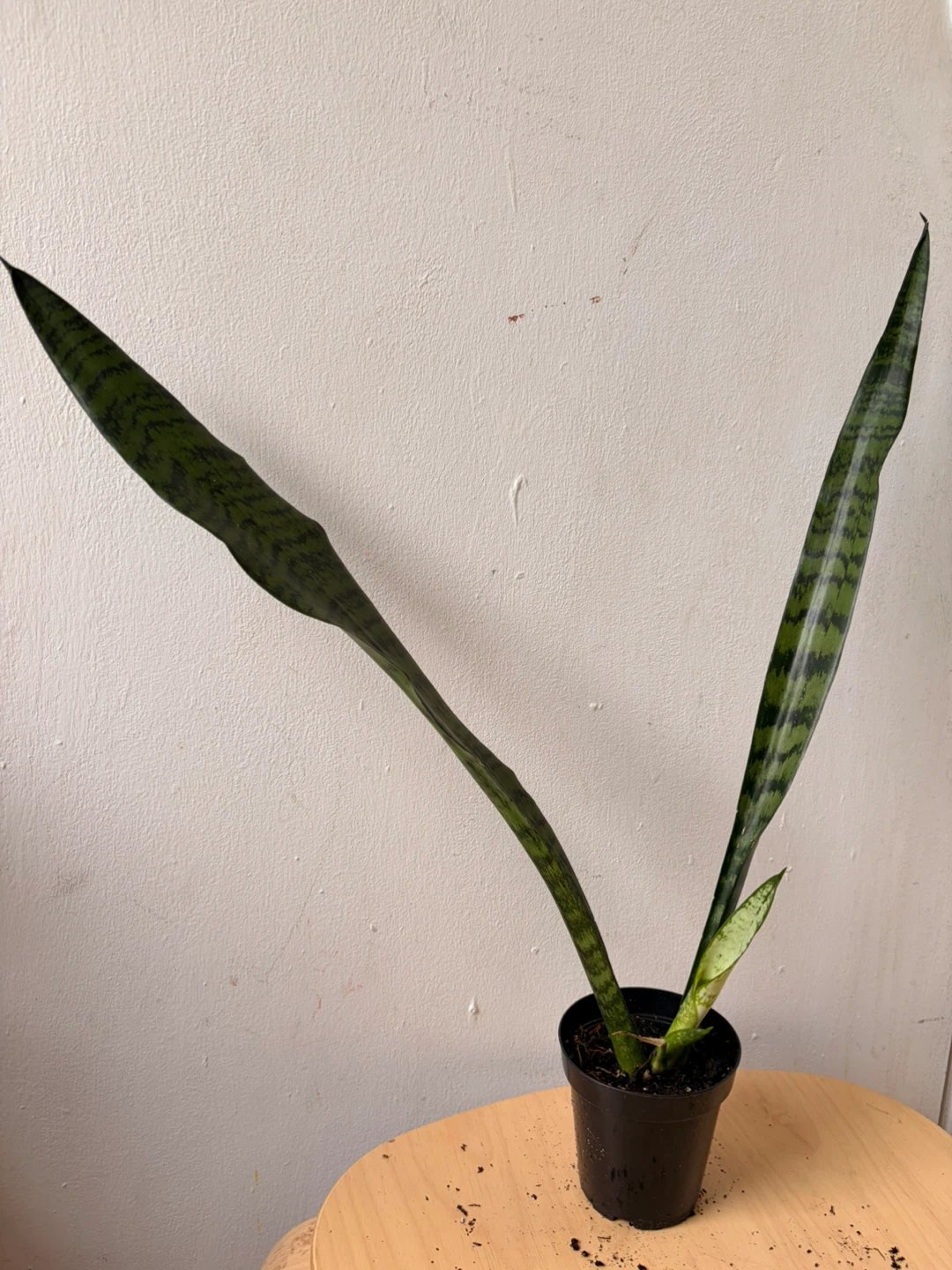 Snake plant