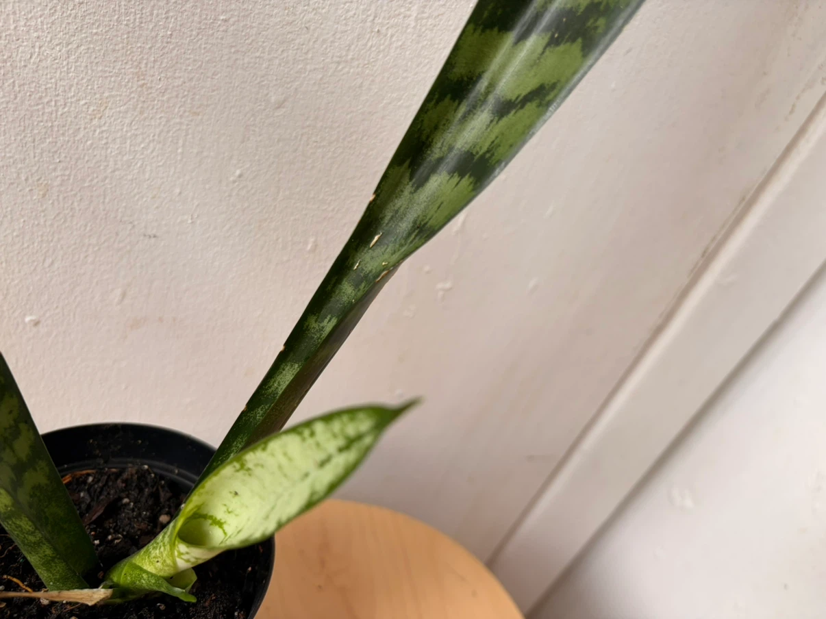 Snake plant - photo 2