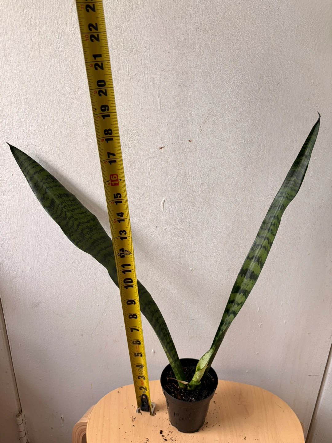 Snake plant - photo 4