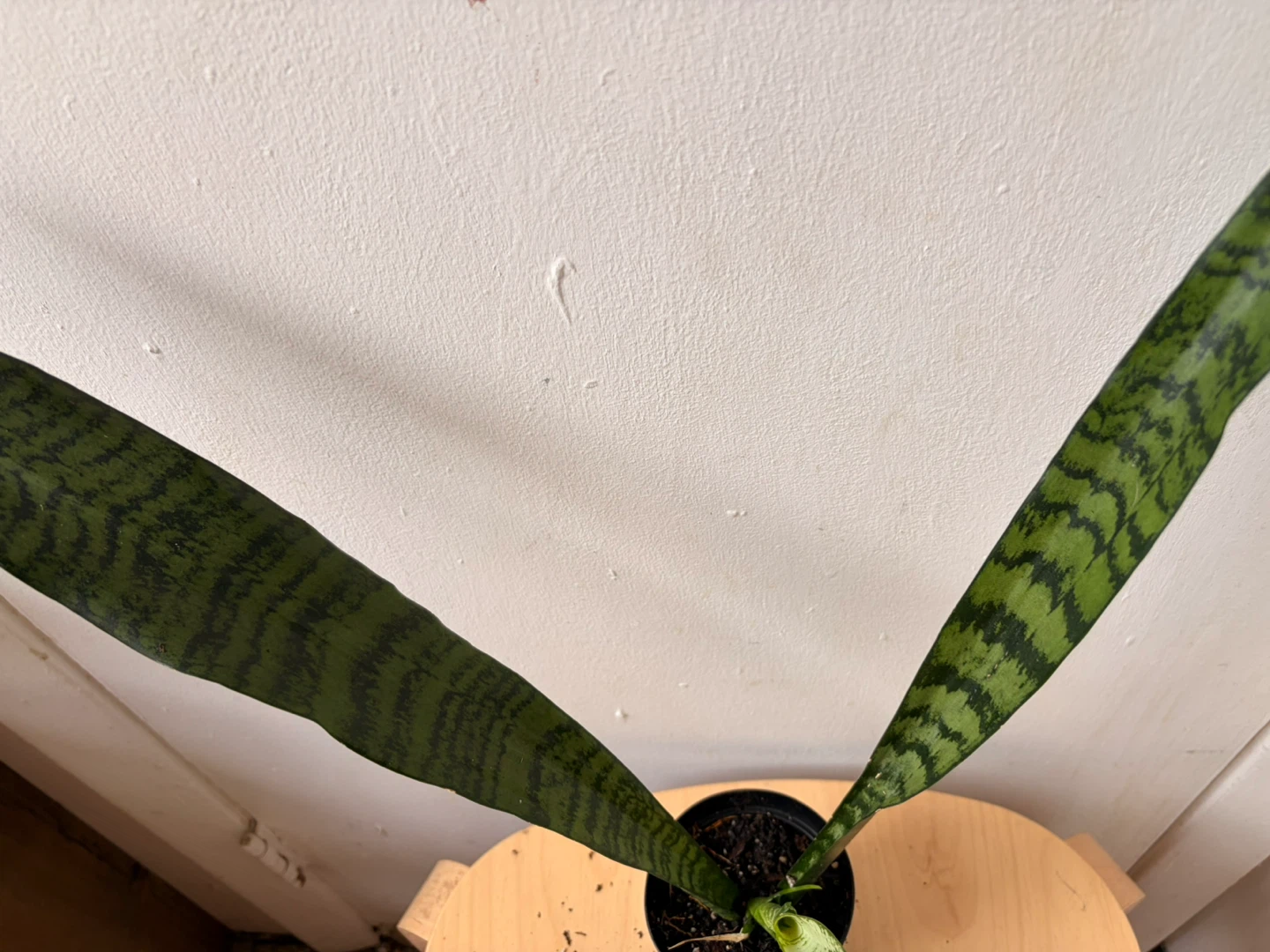 Snake plant - photo 3