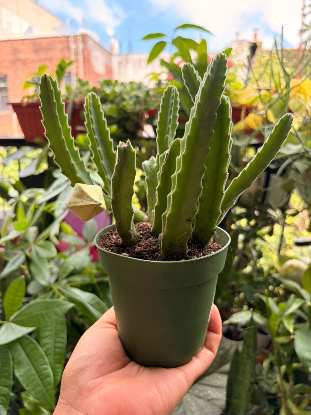Stapelia gigantea plant