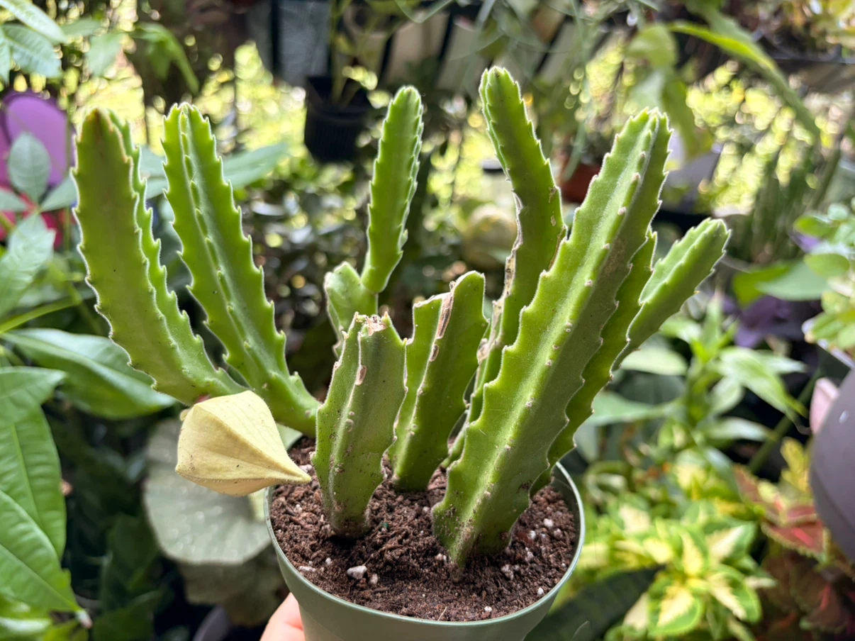 Stapelia gigantea plant - photo 2