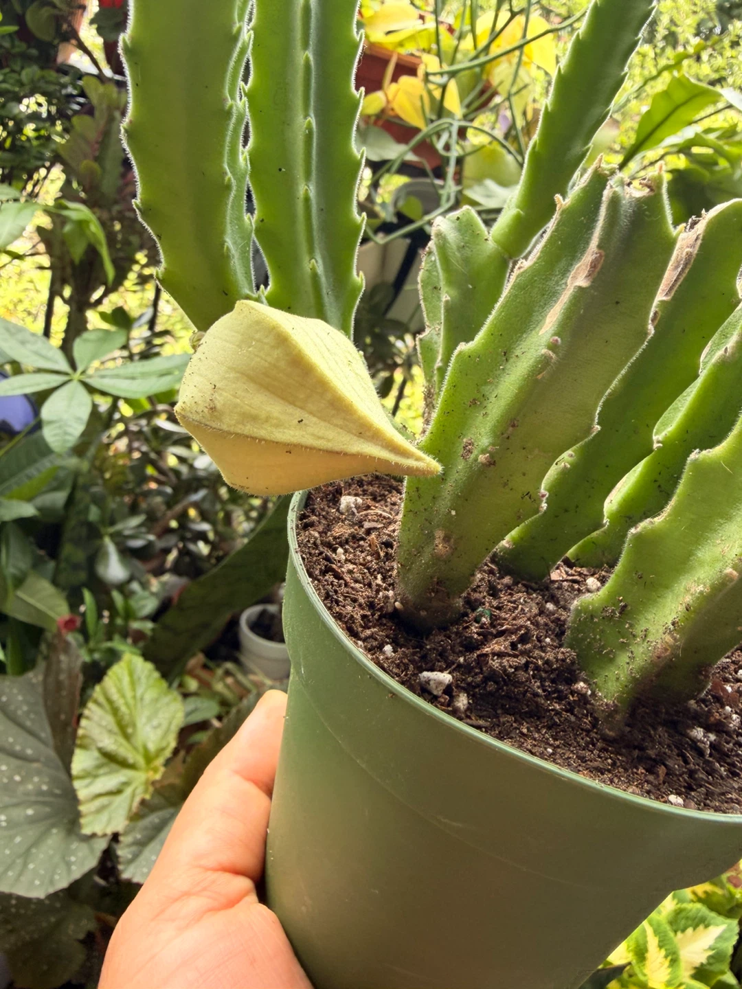 Stapelia gigantea plant - photo 3