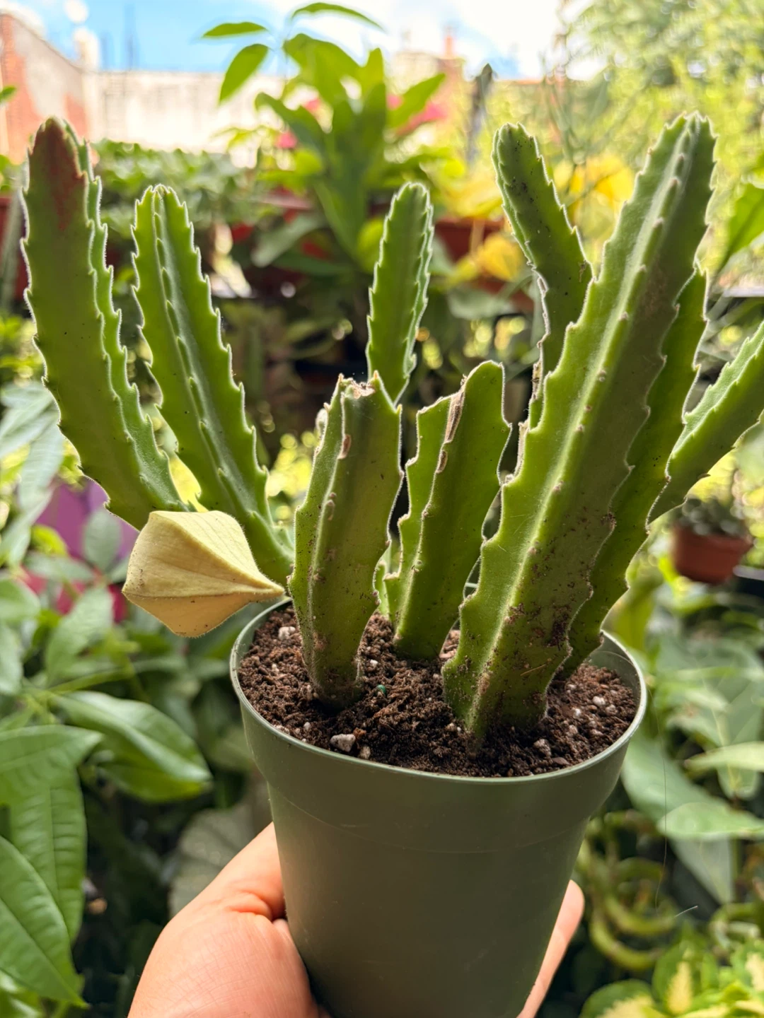 Stapelia gigantea plant - photo 4