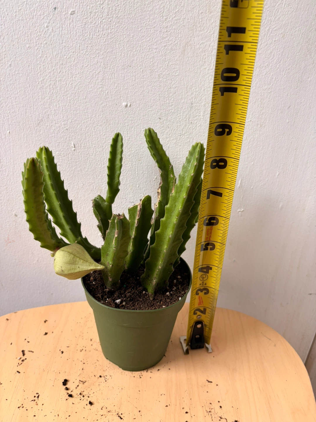 Stapelia gigantea plant - photo 5