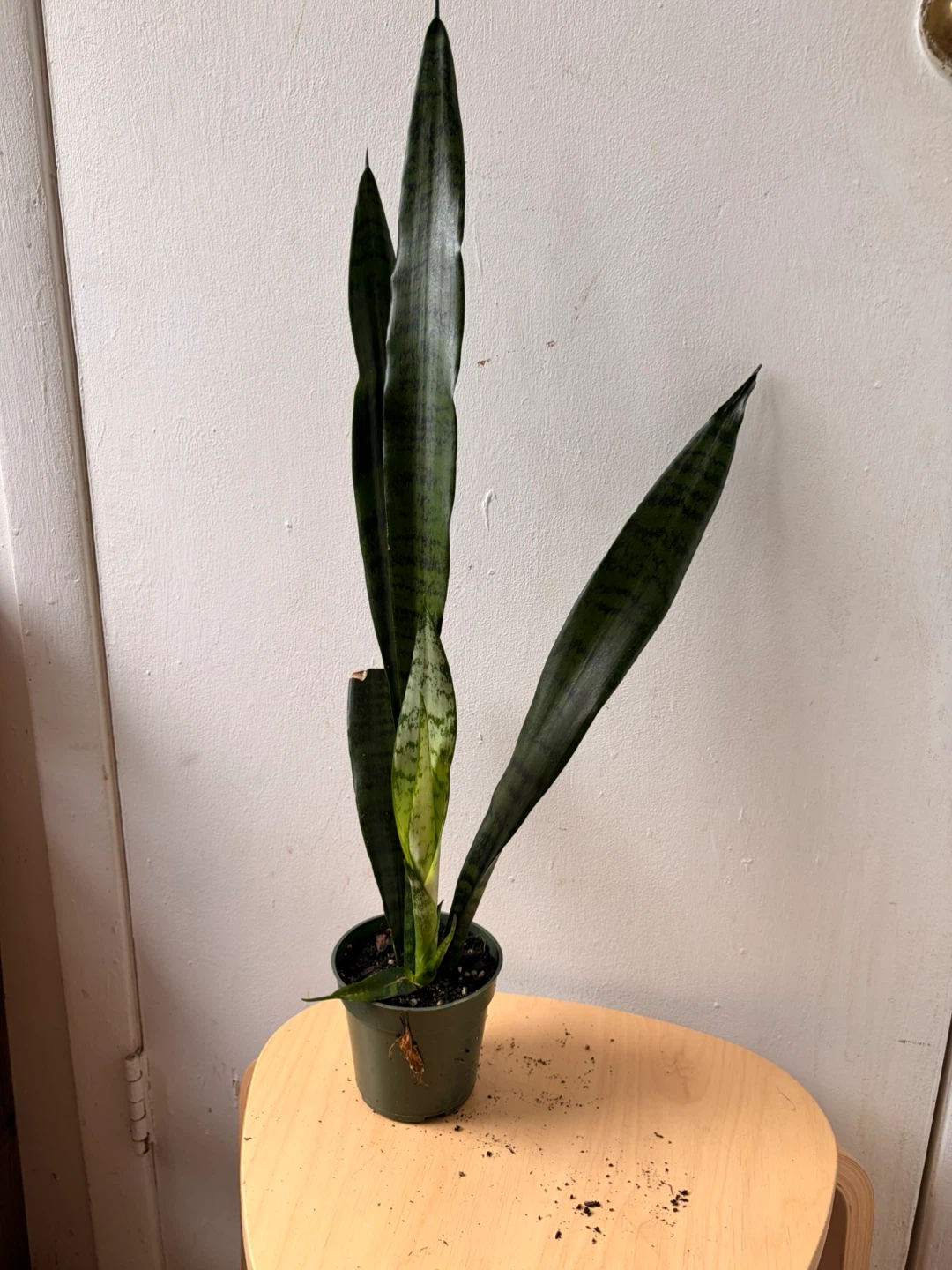 Snake plant