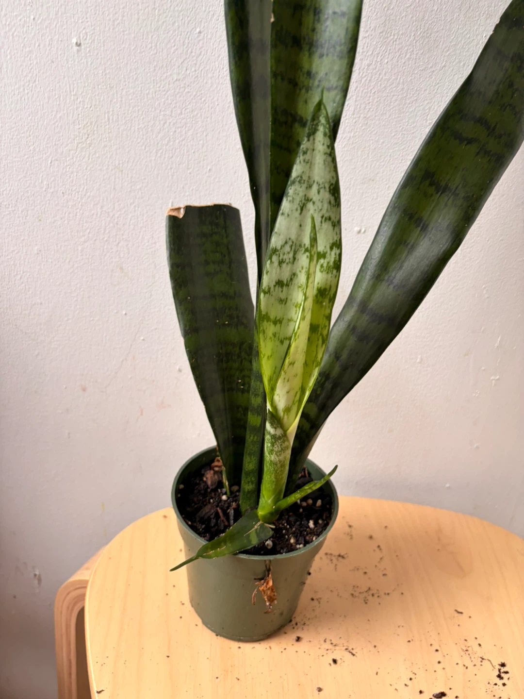 Snake plant - photo 2