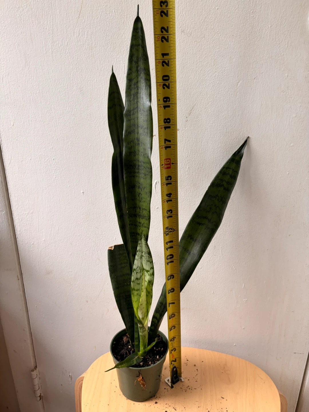 Snake plant - photo 3