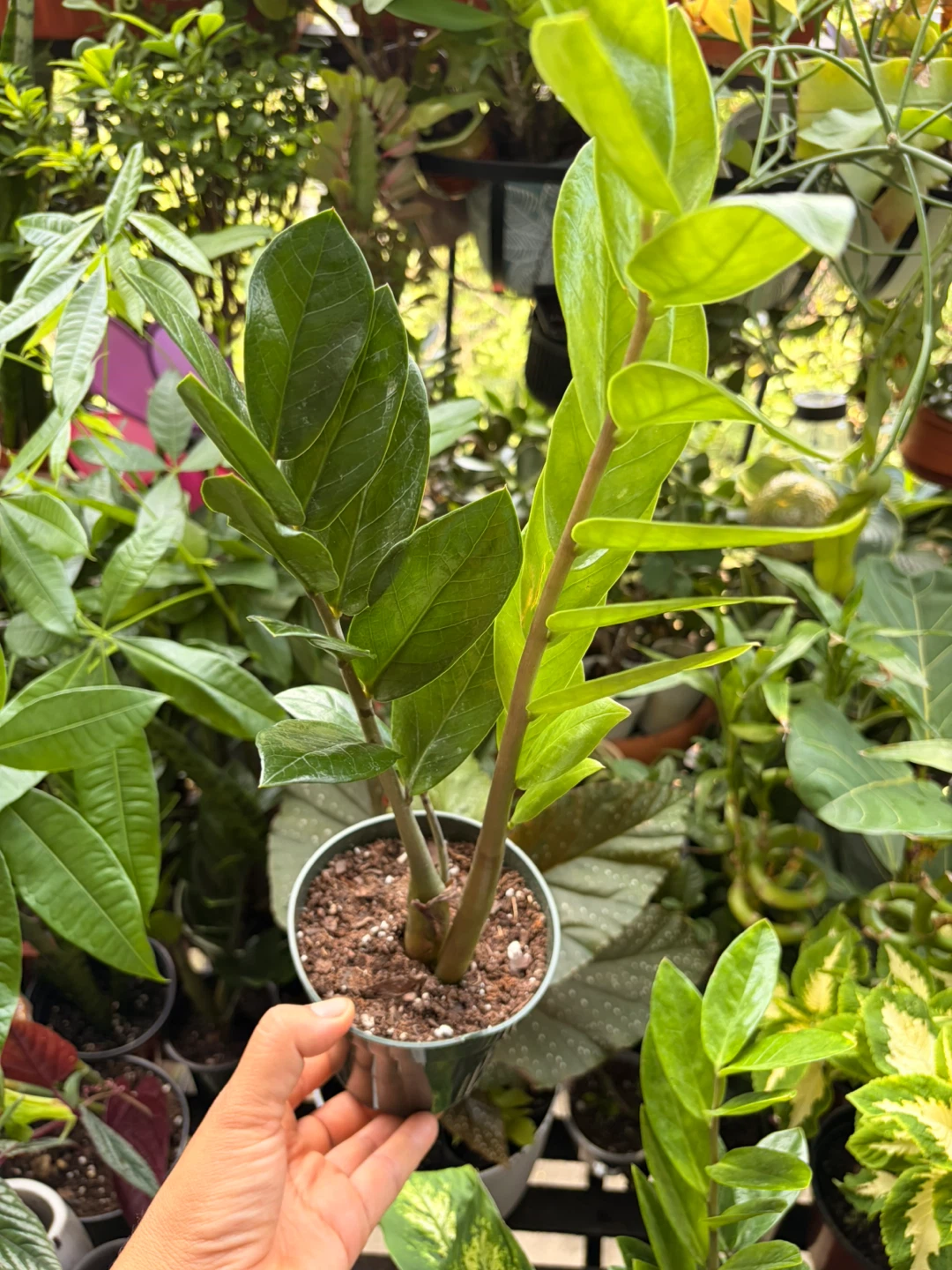 ZZ plant