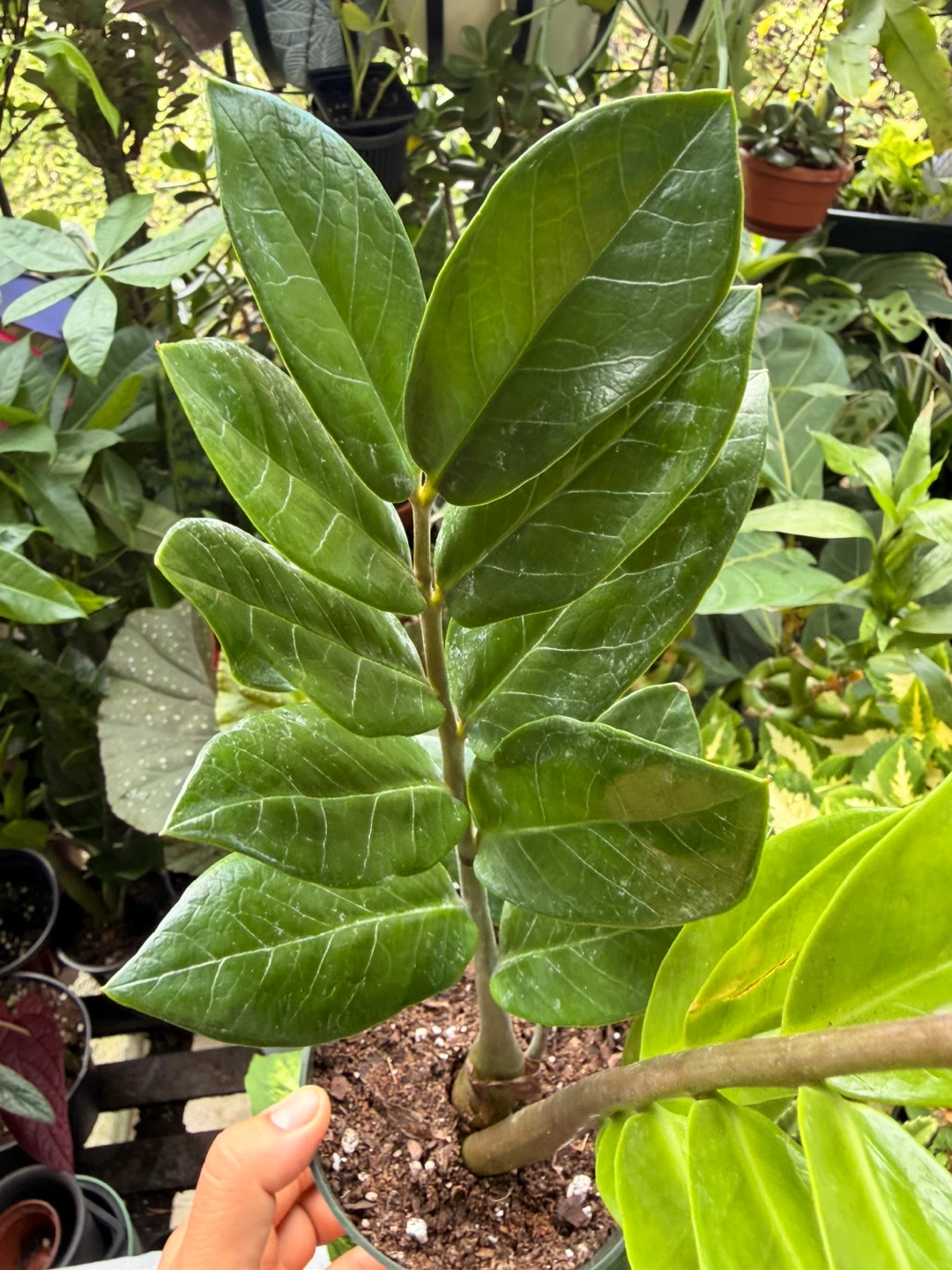 ZZ plant - photo 2