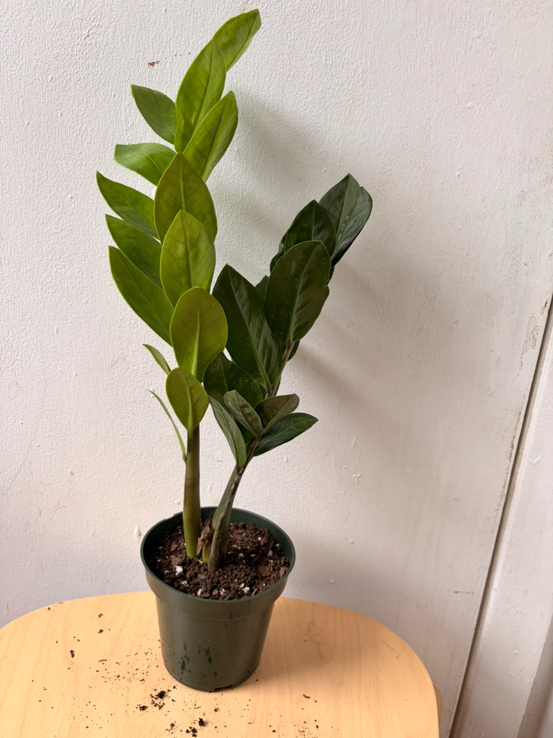 ZZ plant - photo 3