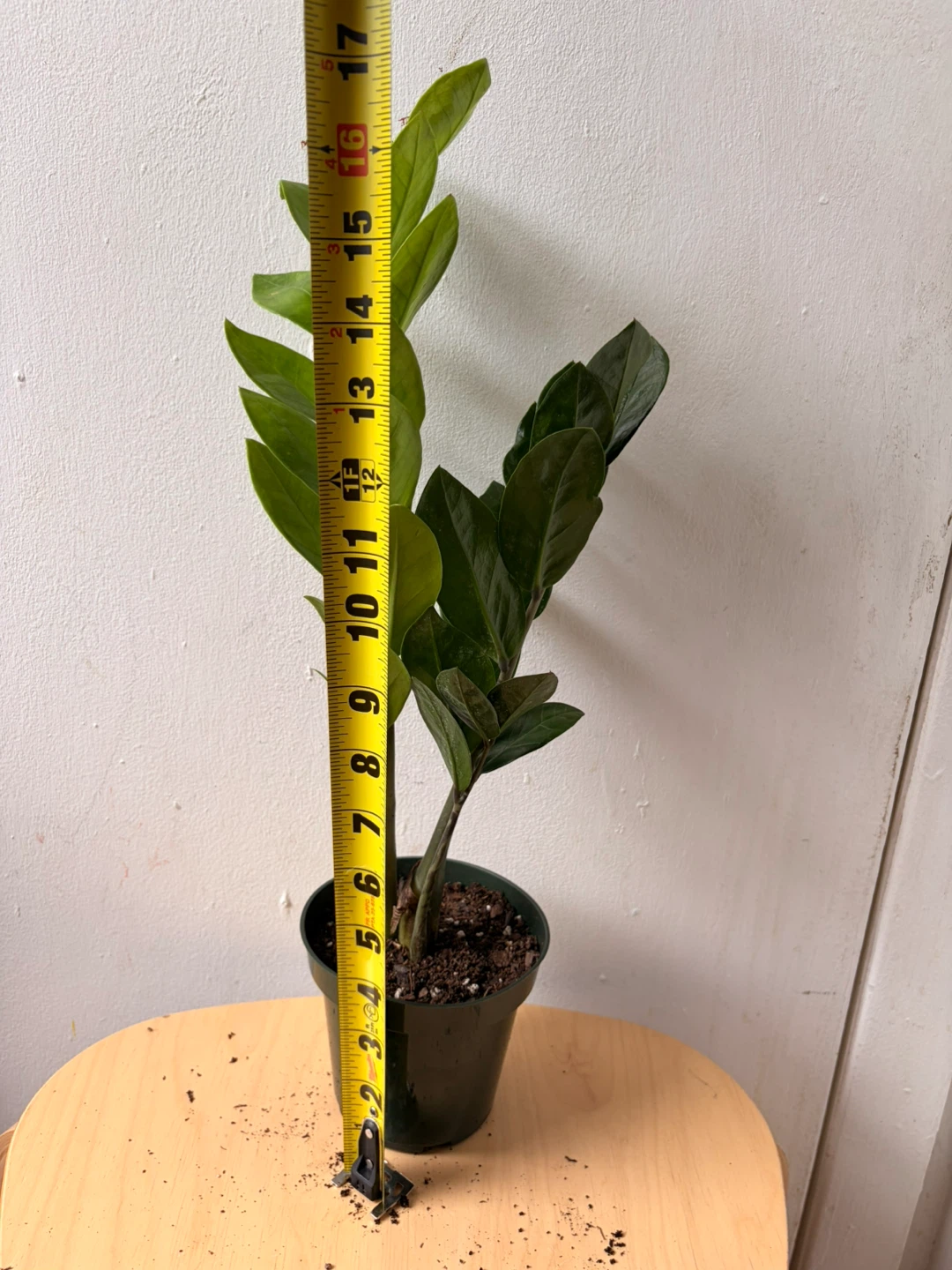 ZZ plant - photo 4