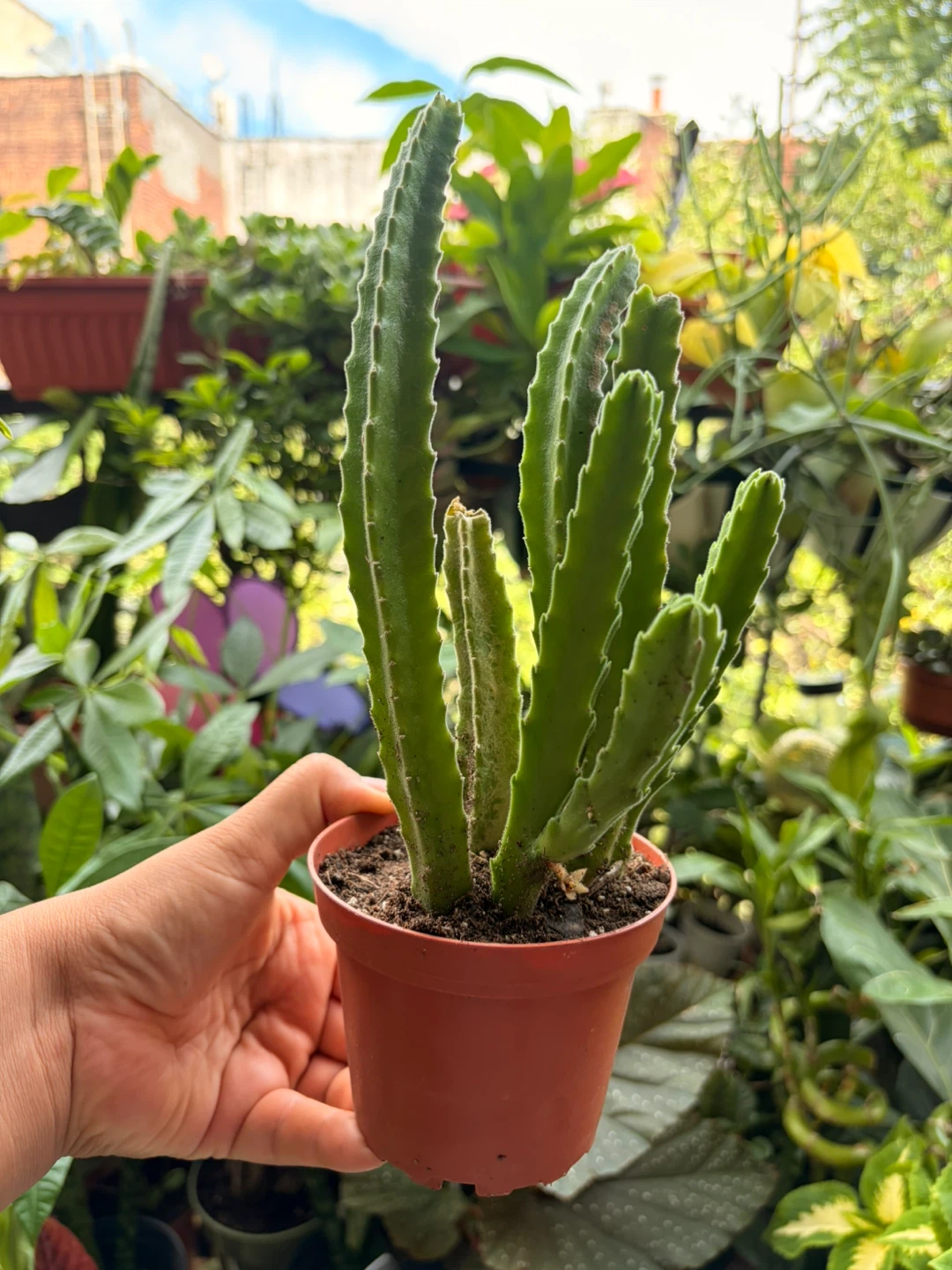 Stapelia gigantea