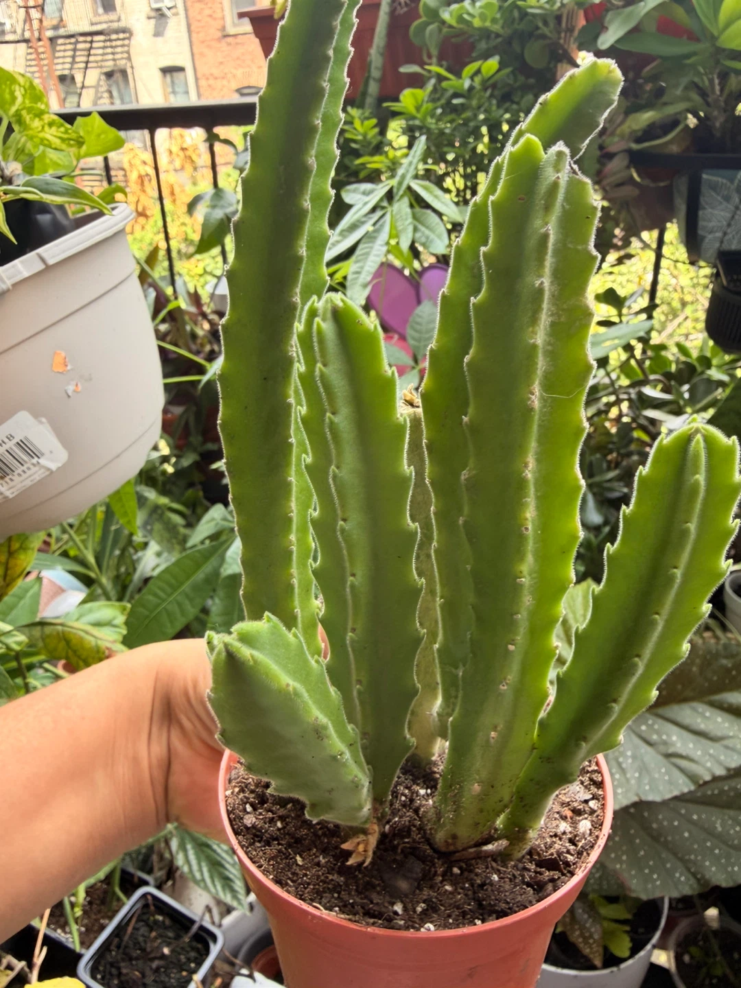 Stapelia gigantea - photo 2