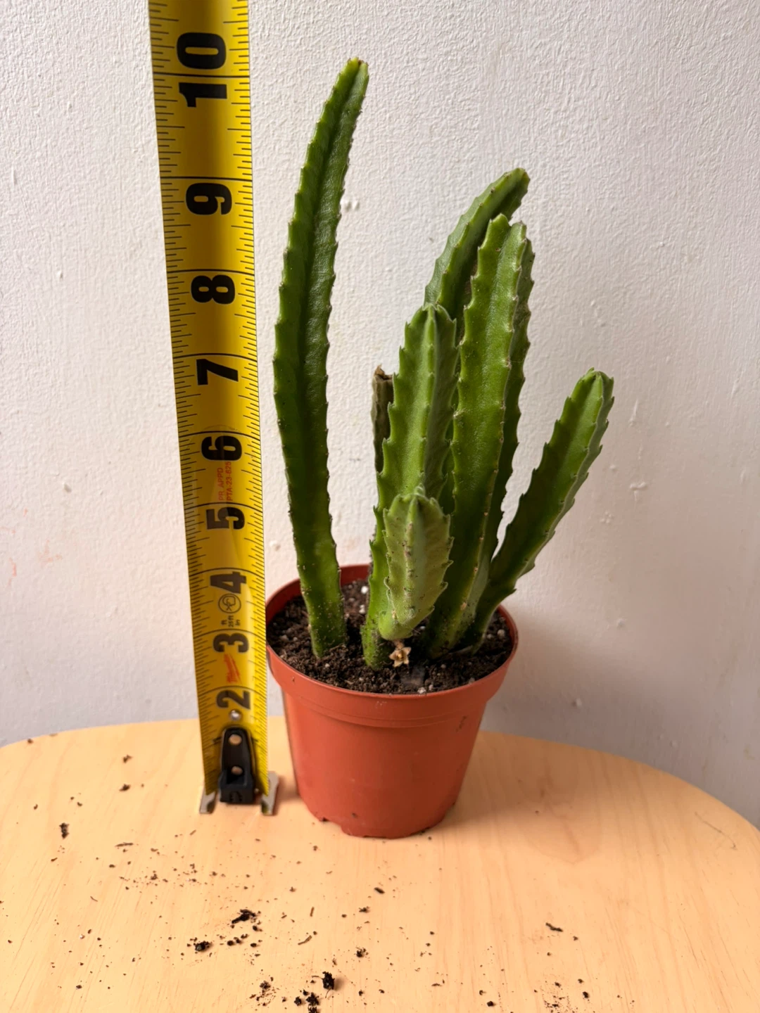 Stapelia gigantea - photo 3
