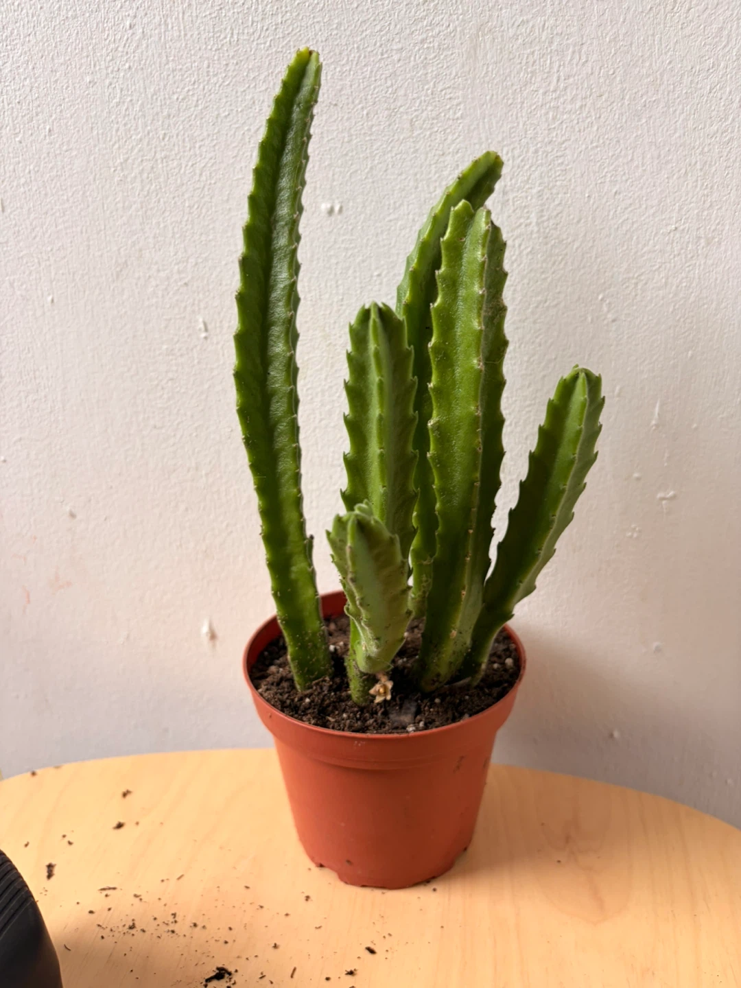 Stapelia gigantea - photo 4