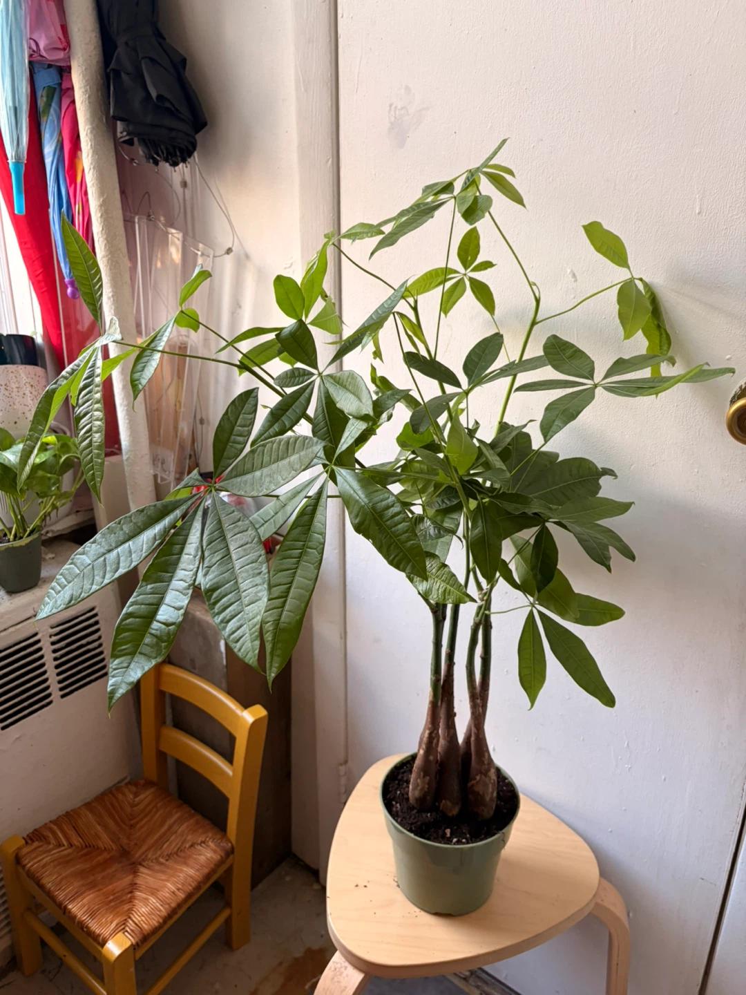 Money Tree Plant