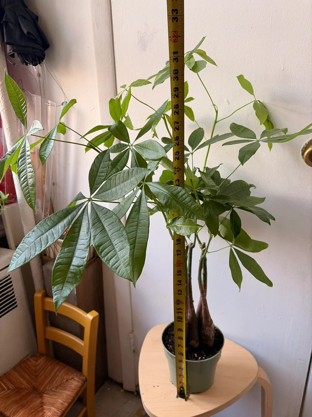 Money Tree Plant - photo 2