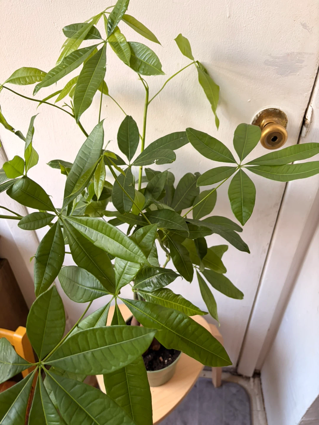 Money Tree Plant - photo 3