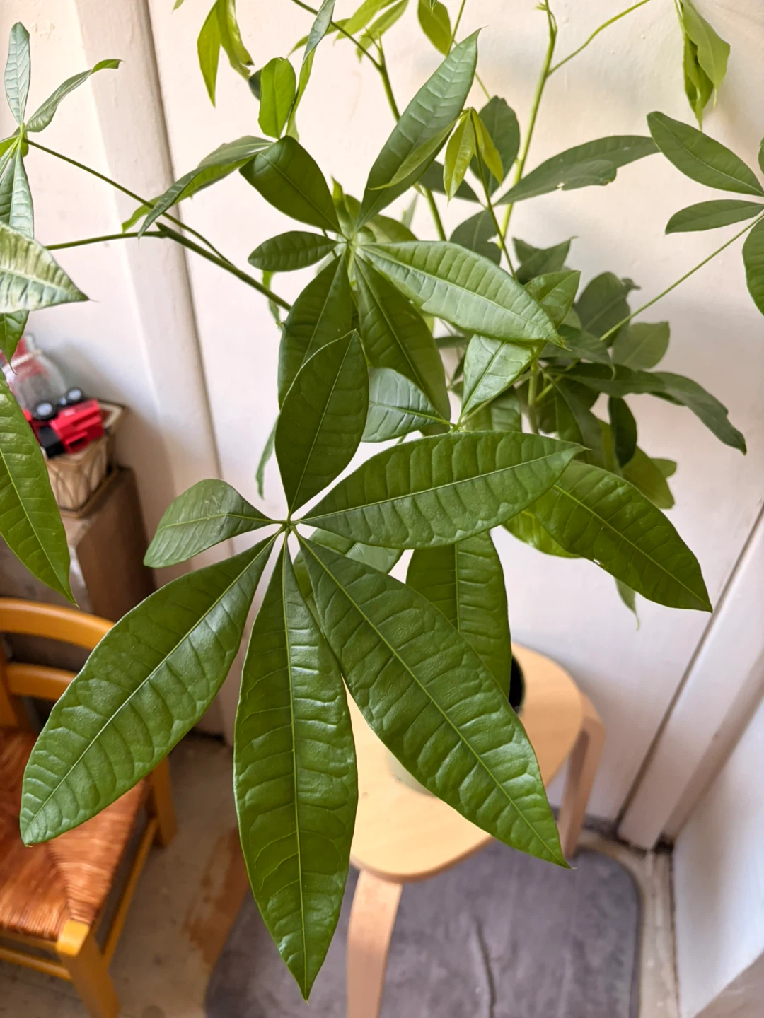 Money Tree Plant - photo 4