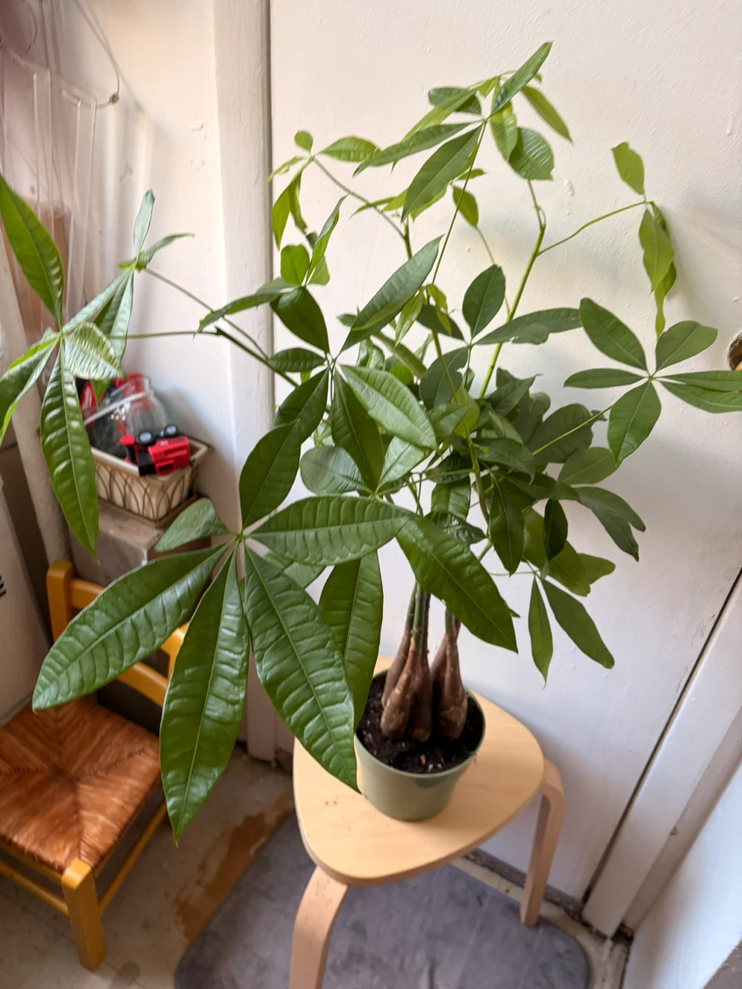 Money Tree Plant - photo 5