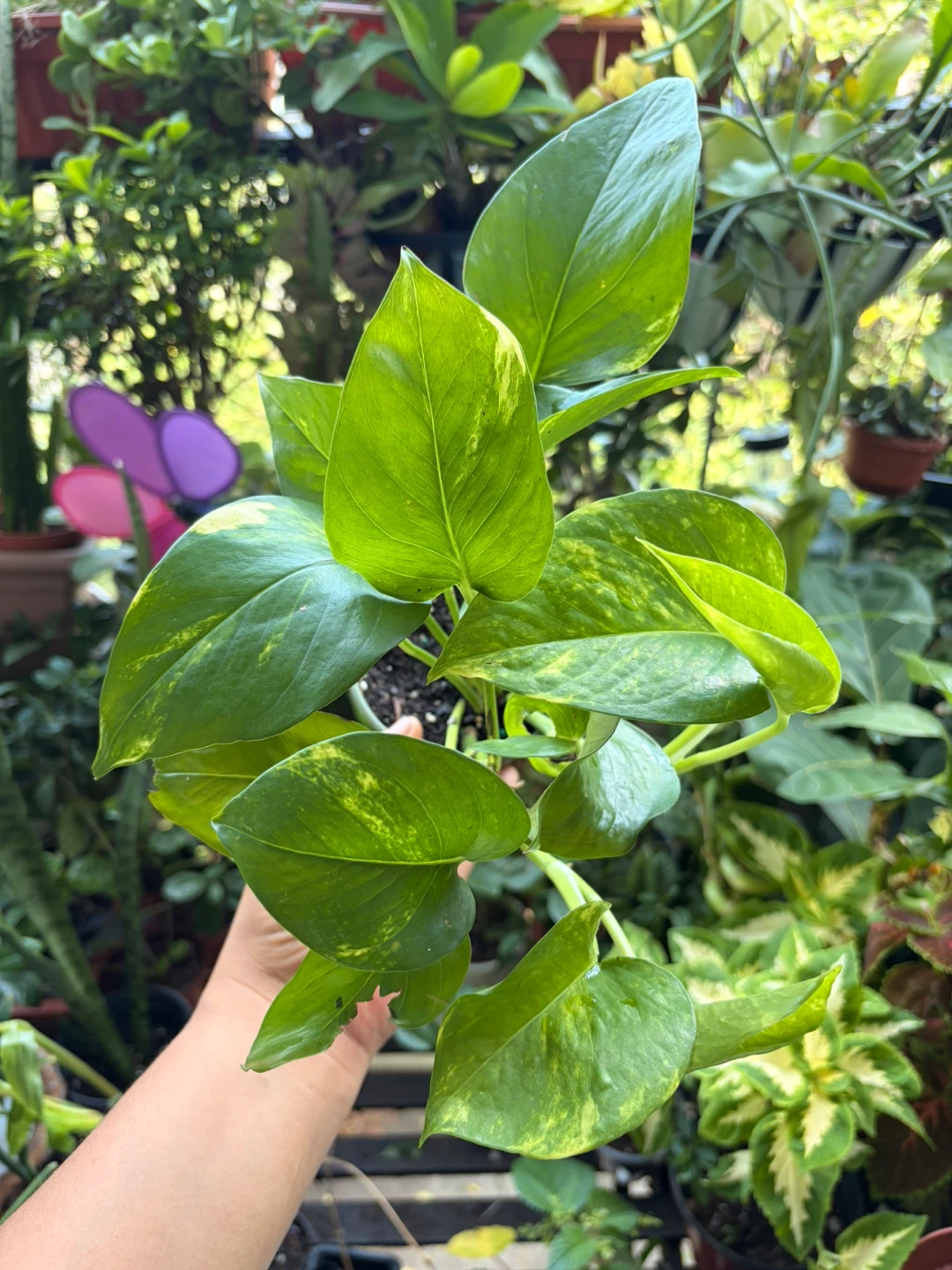 Golden pothos