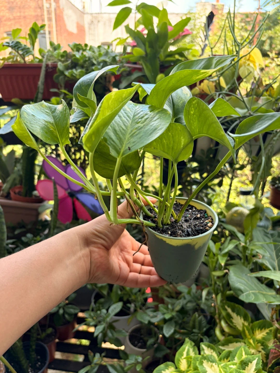 Golden pothos - photo 2