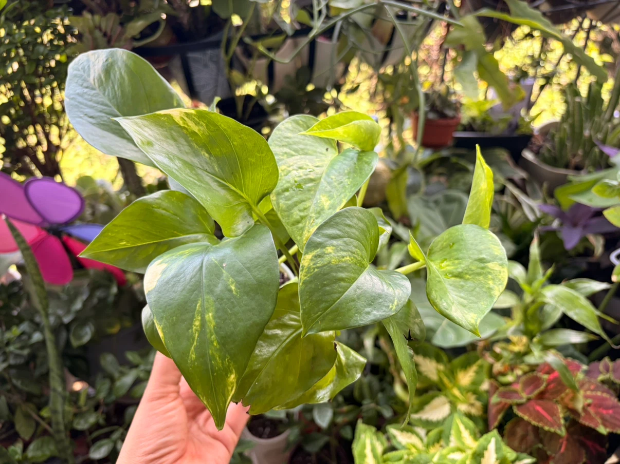 Golden pothos - photo 3