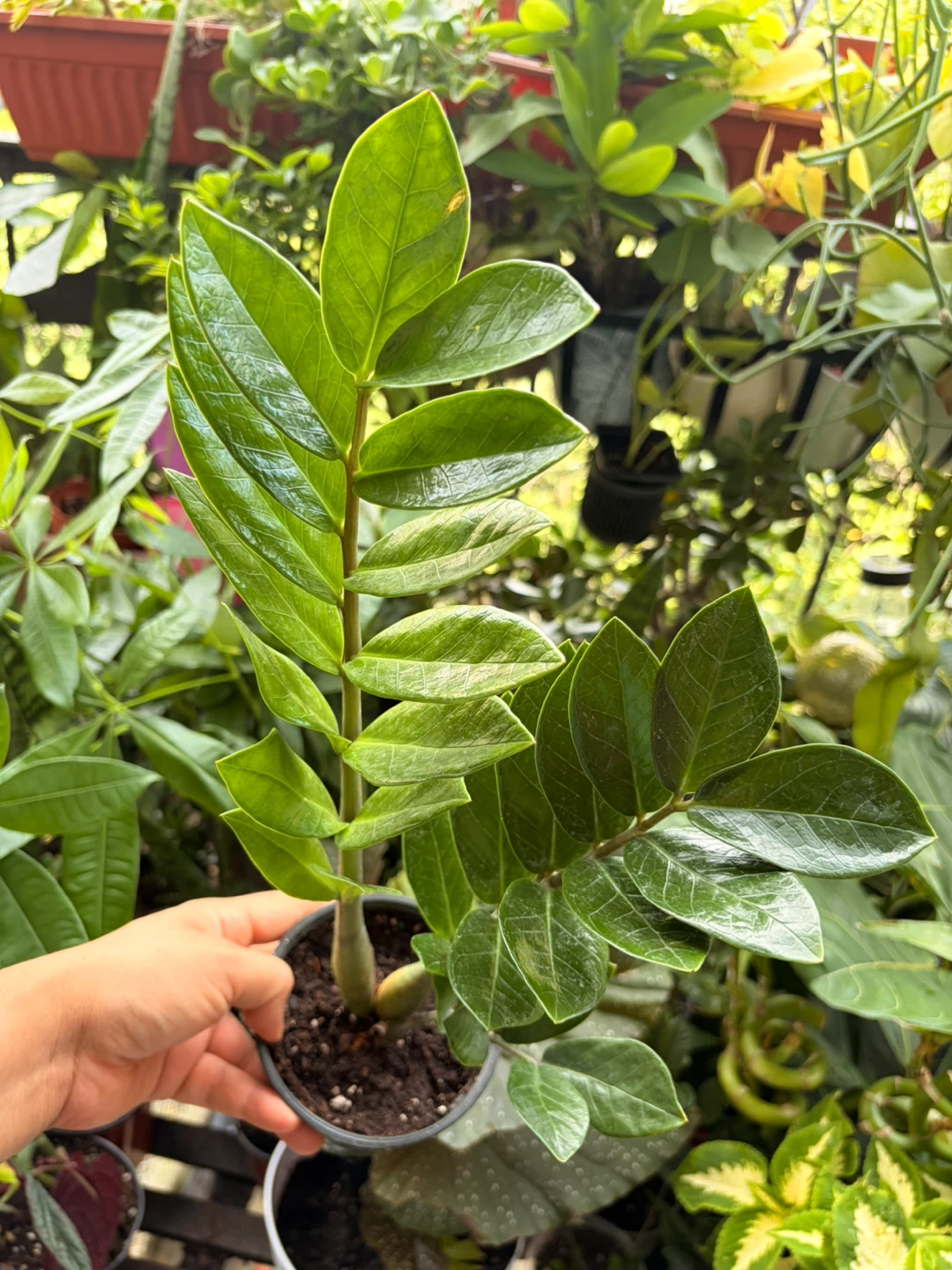 ZZ plant