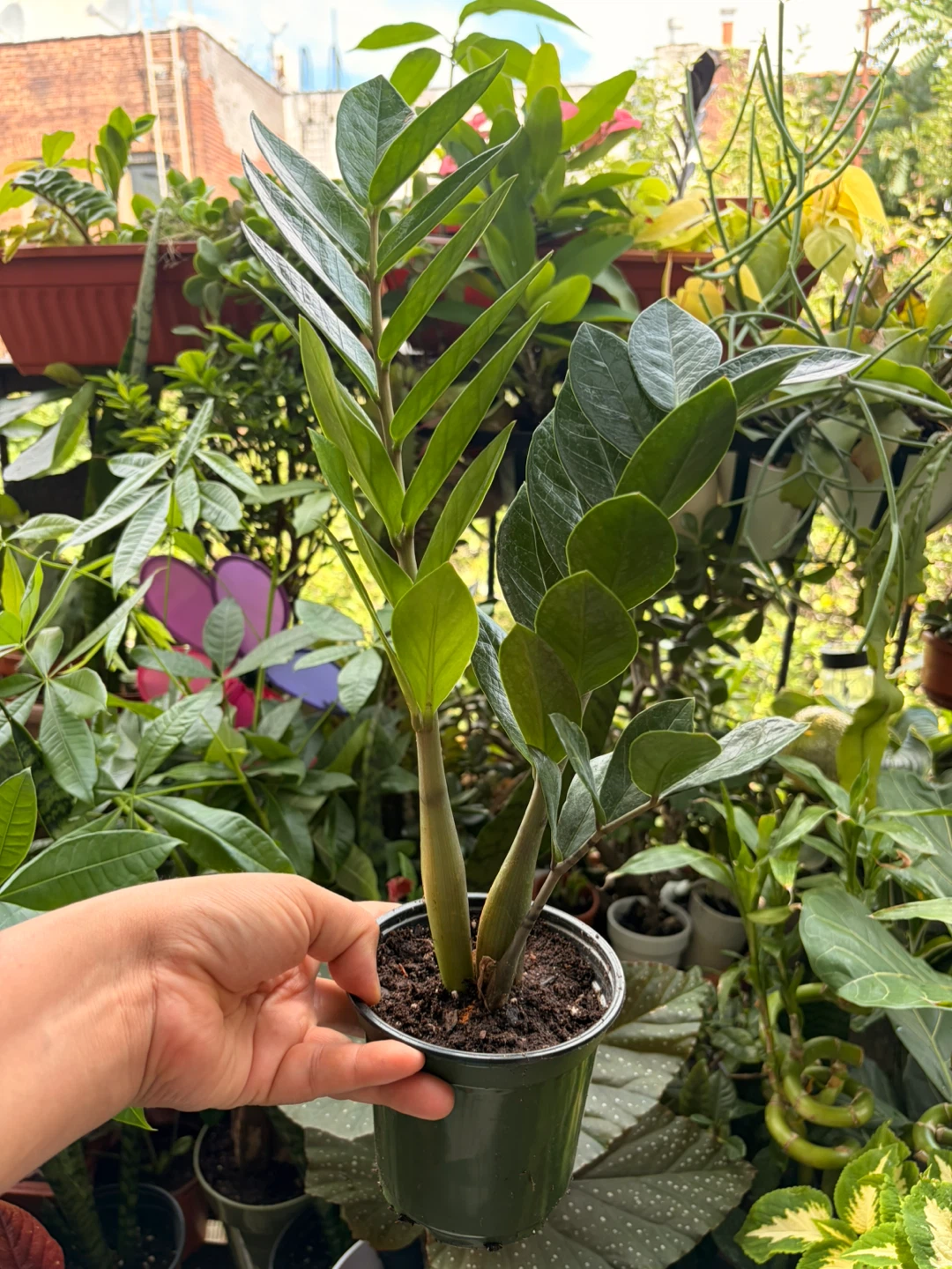 ZZ plant - photo 2