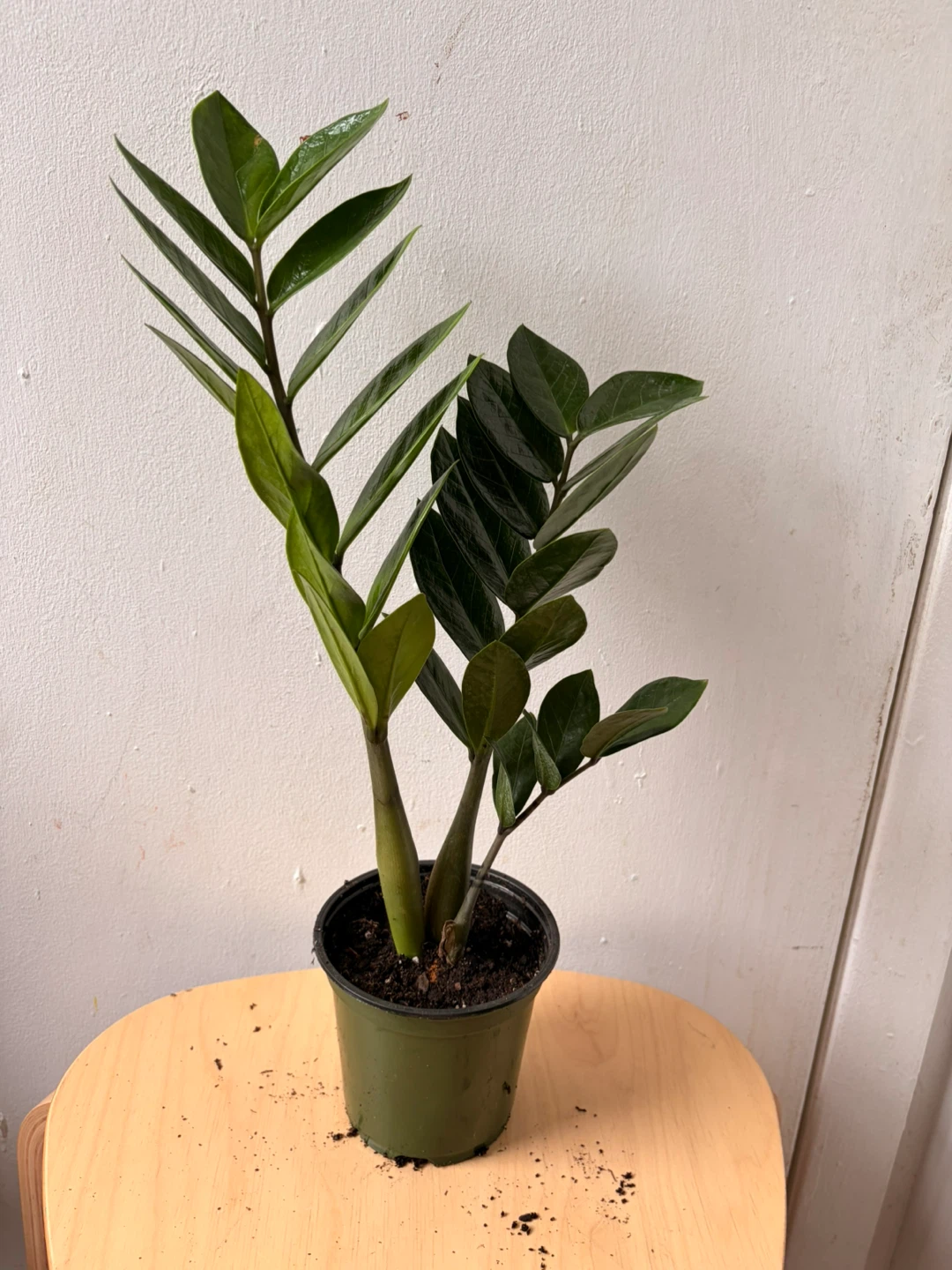 ZZ plant - photo 3
