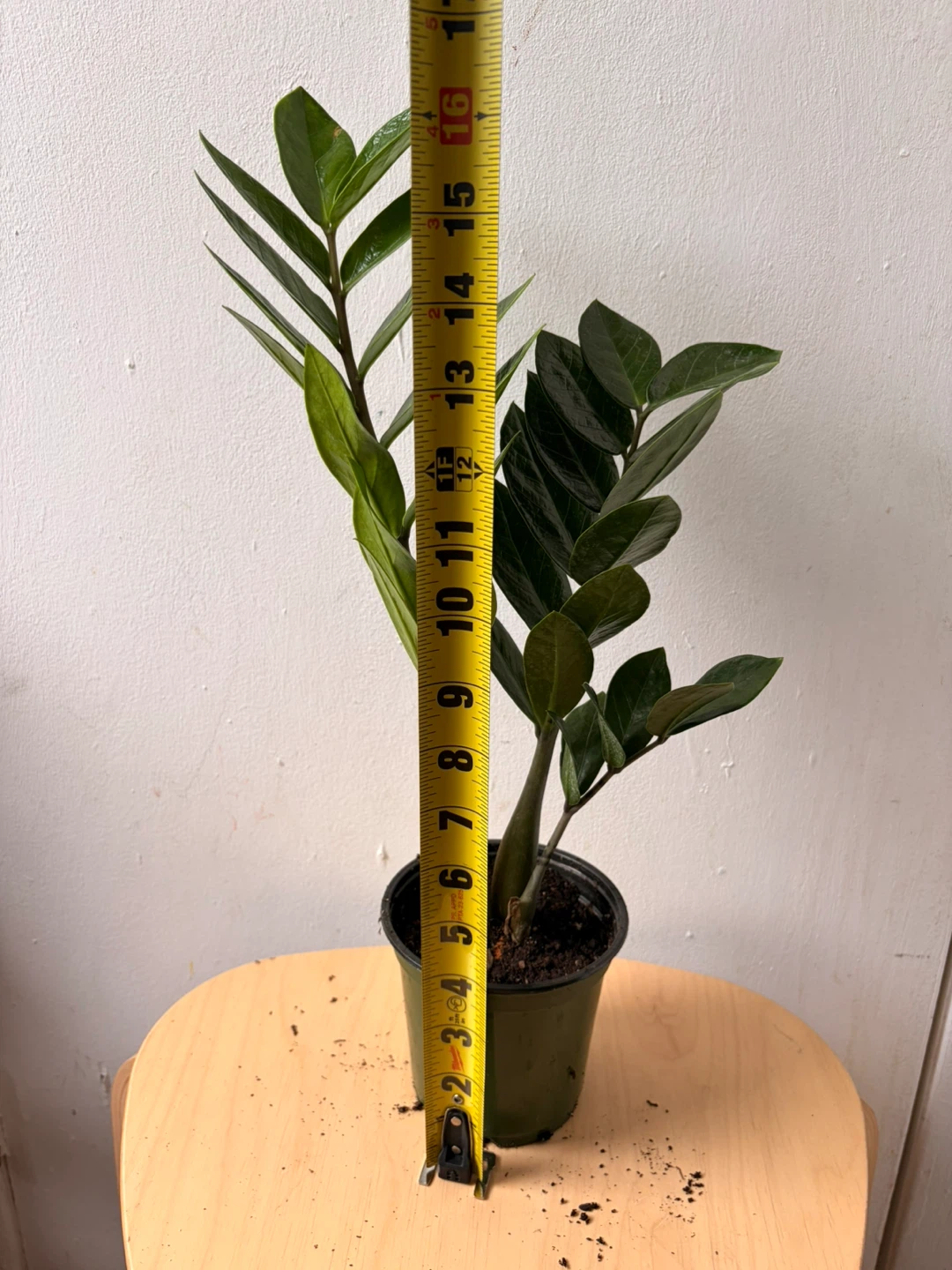ZZ plant - photo 4