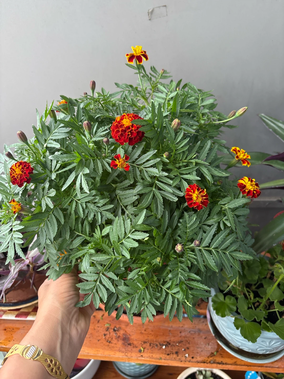 Marigold Plant with Red and Yellow Flowers