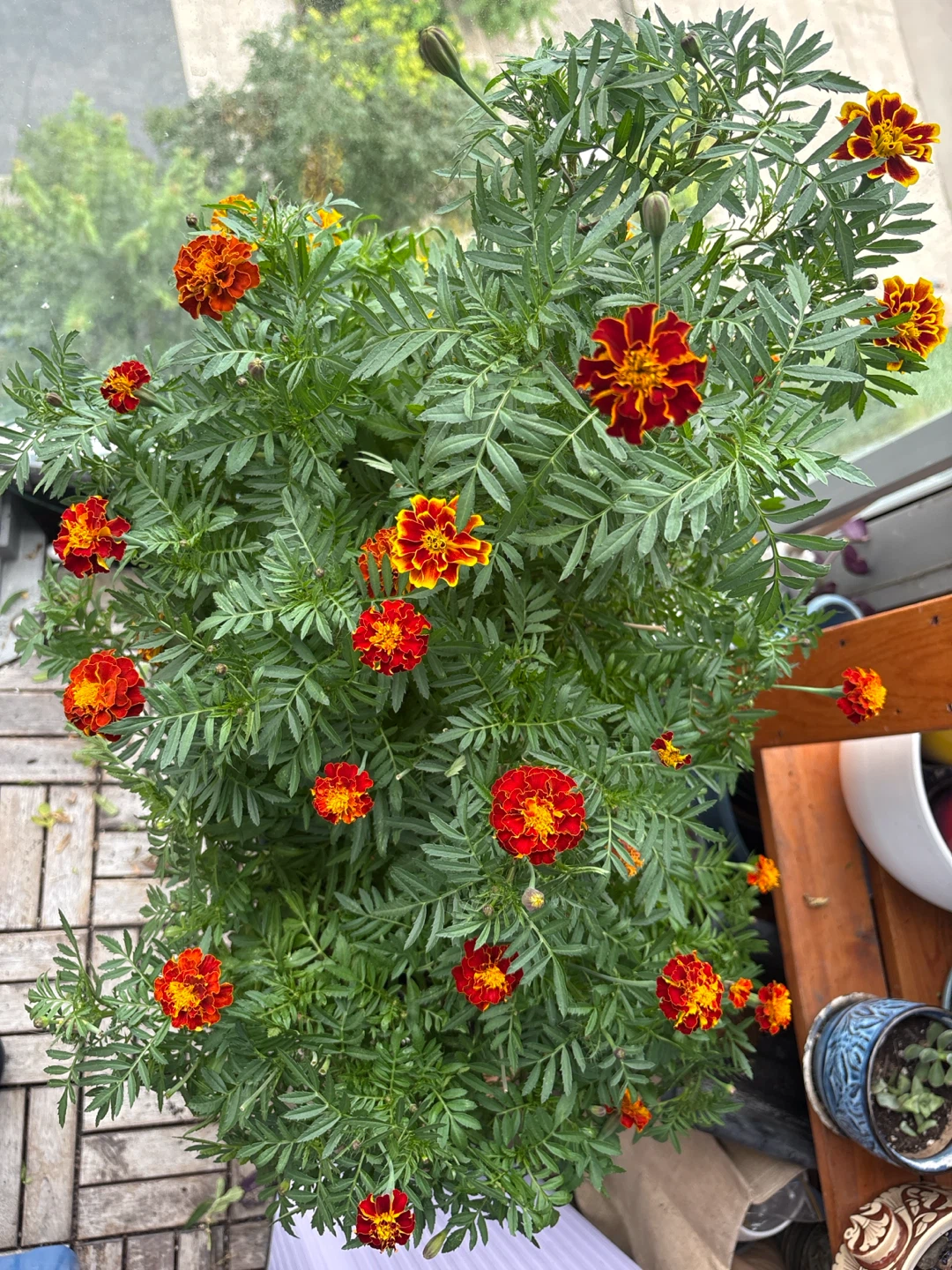 Flowering Marigold Plant