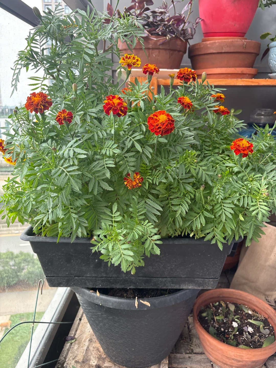 Flowering Marigold Plant - photo 2