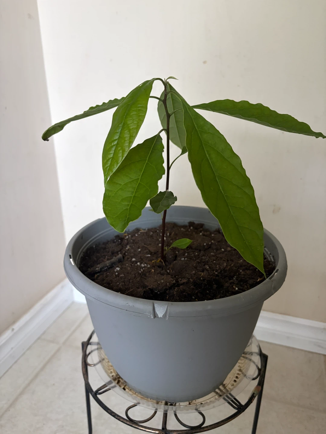 Young Avocado Plant in Grey Pot