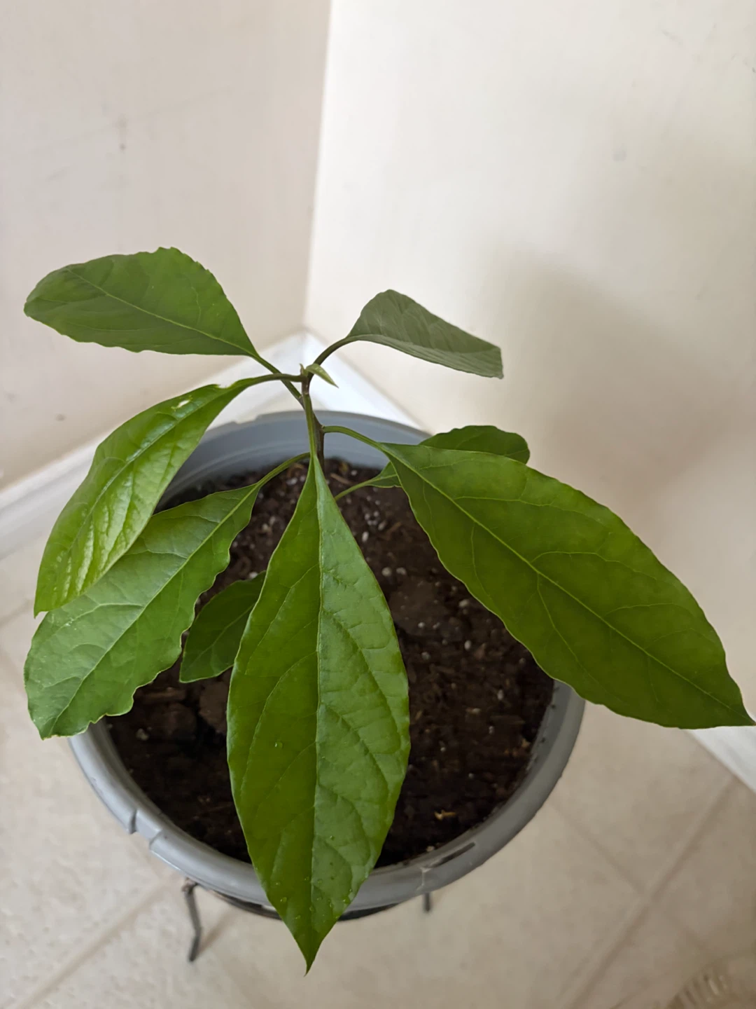 Young Avocado Plant in Grey Pot - photo 2