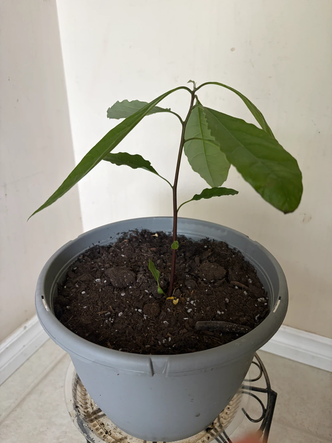Young Avocado Plant in Grey Pot - photo 3