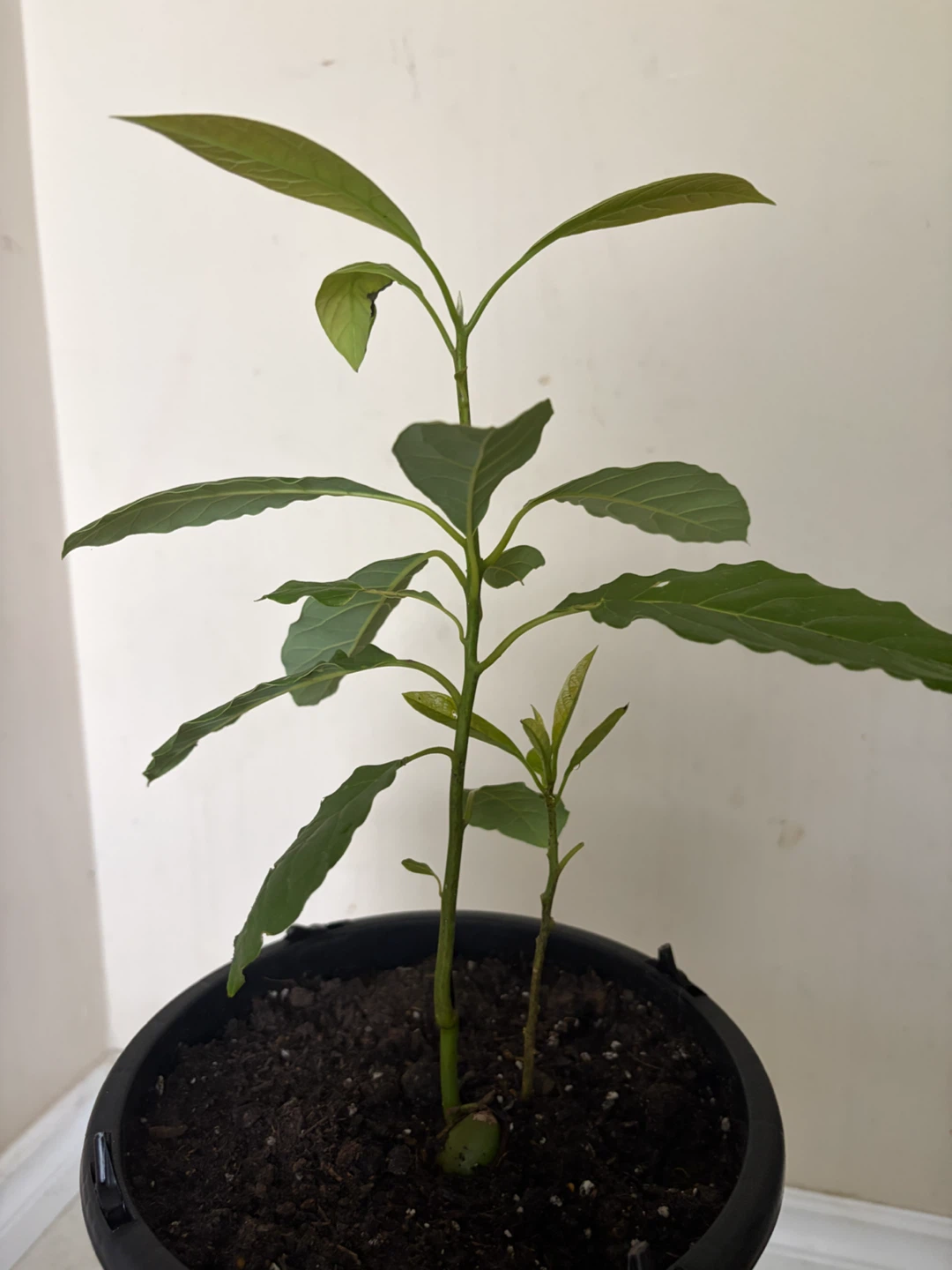 Young Avocado Plant