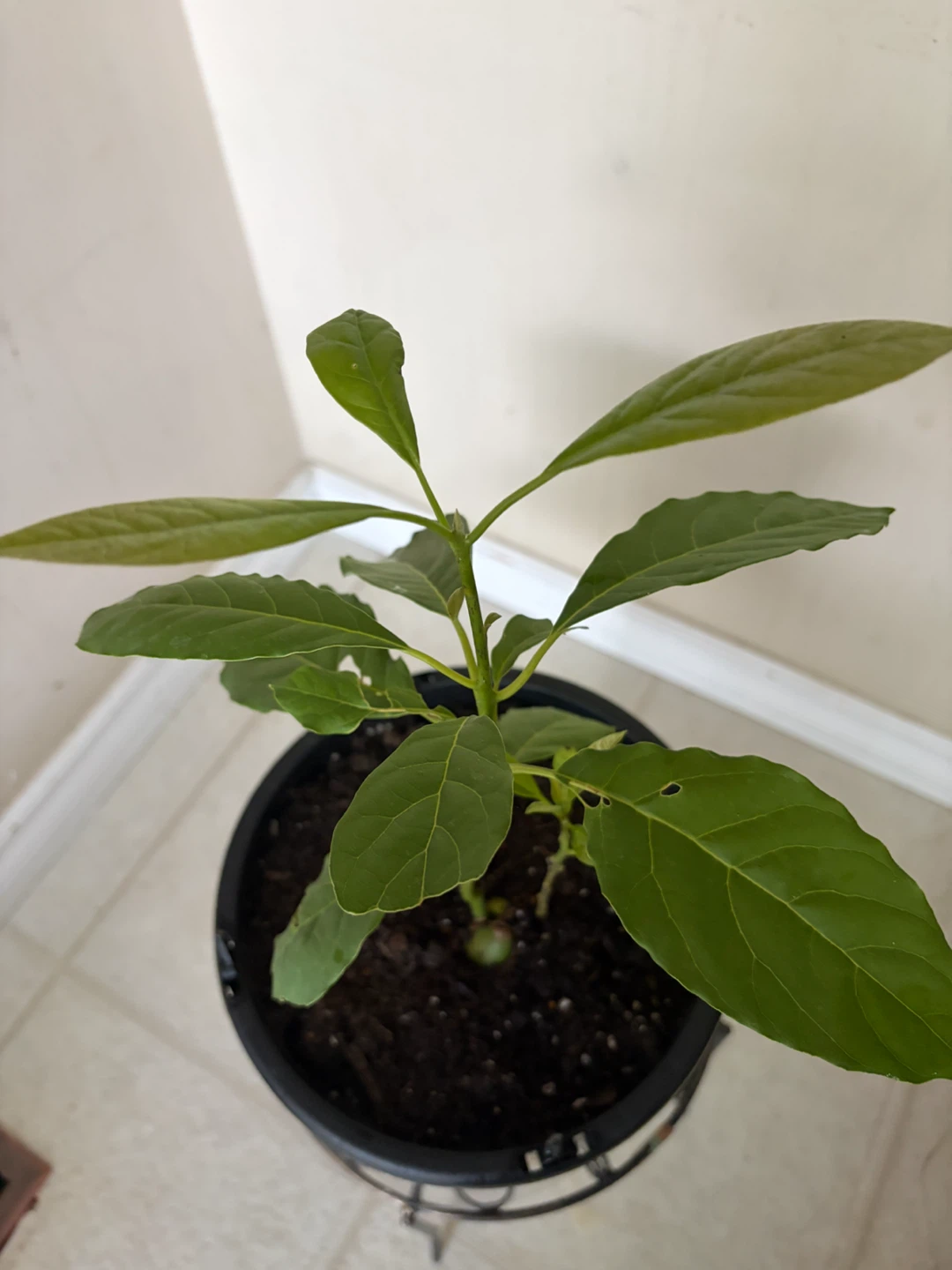 Young Avocado Plant - photo 2