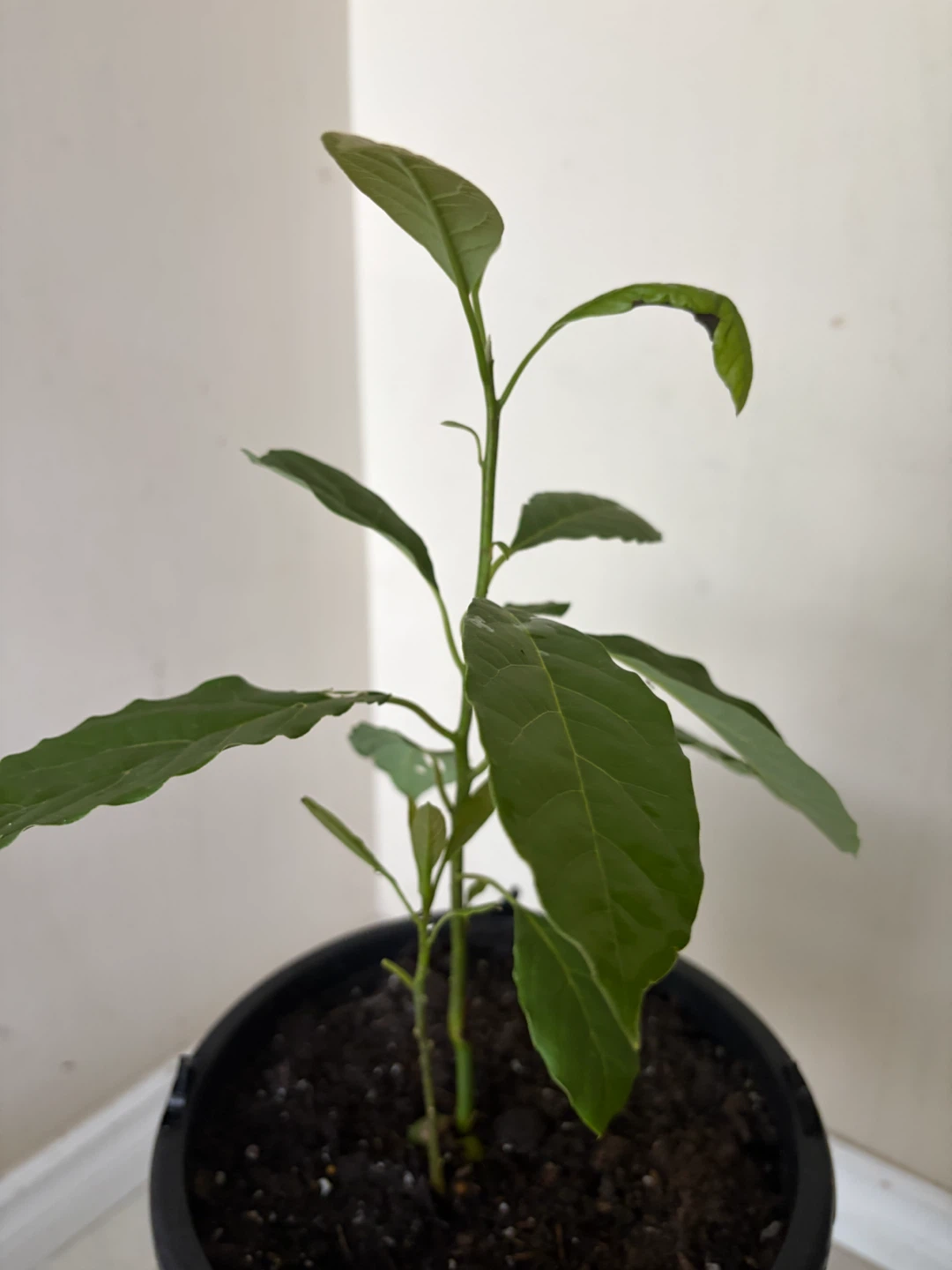Young Avocado Plant - photo 3