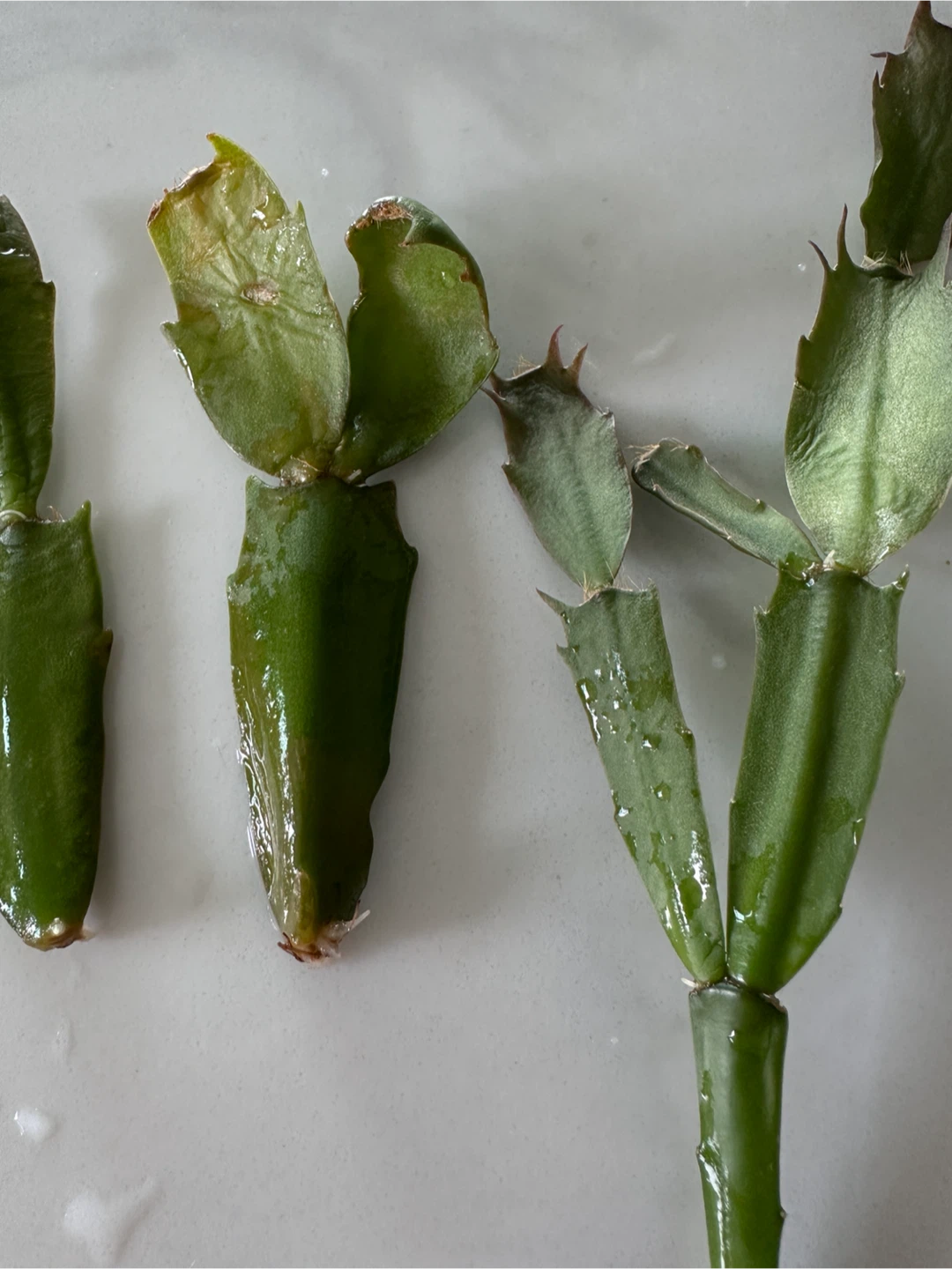 Christmas Cactus Cuttings for trade