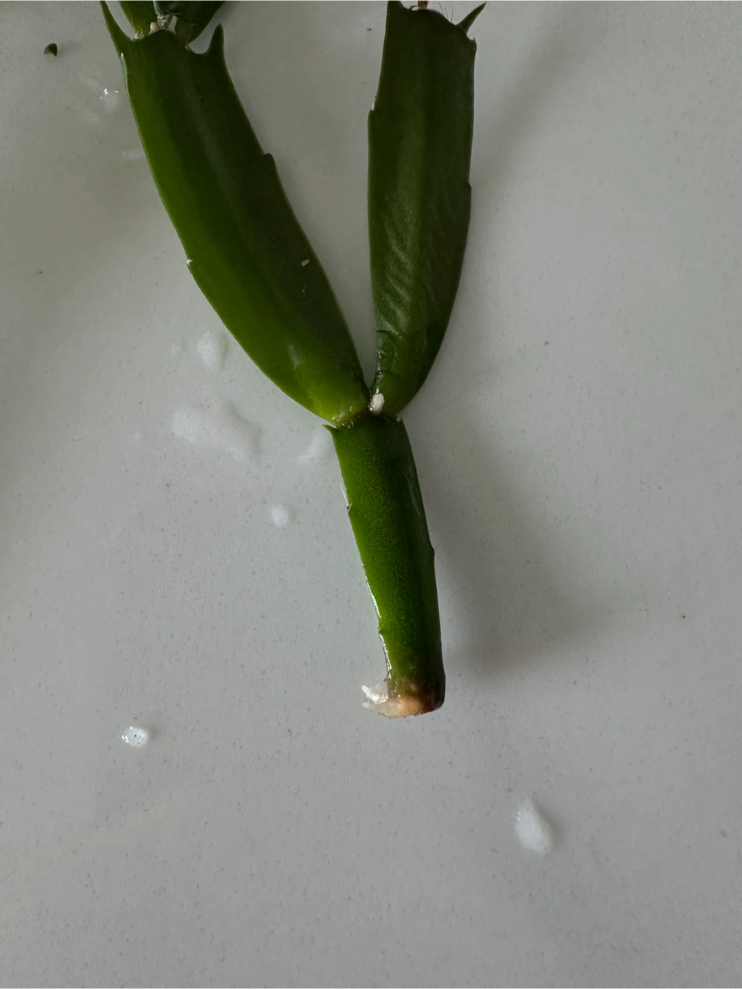Christmas Cactus Cuttings for trade - photo 2