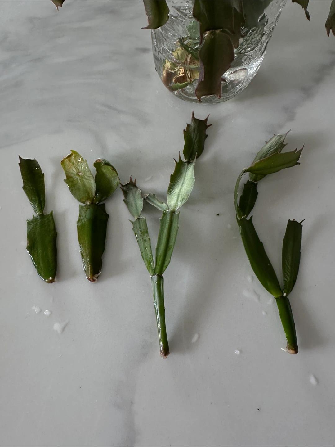 Christmas Cactus Cuttings for trade - photo 3