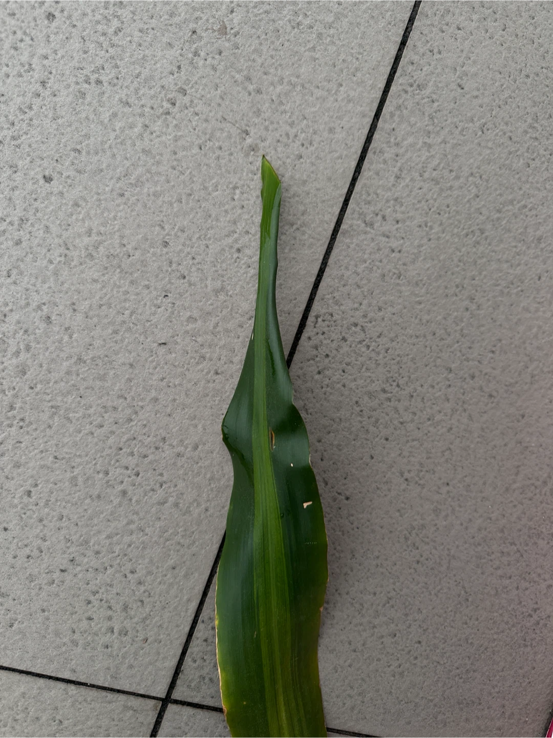 Christmas Cactus Cuttings for trade - photo 4