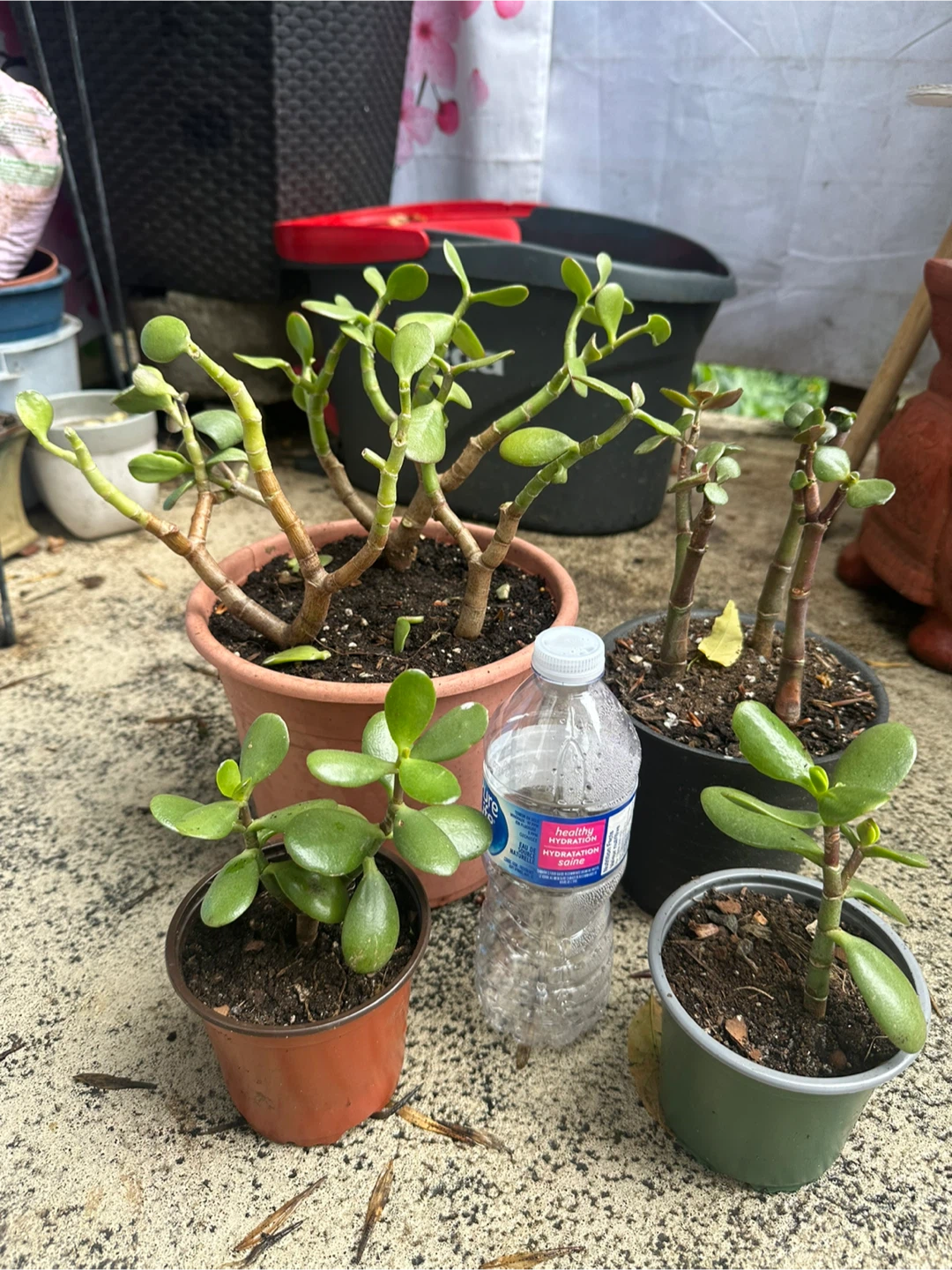 Jade Plants - Four Potted Succulents